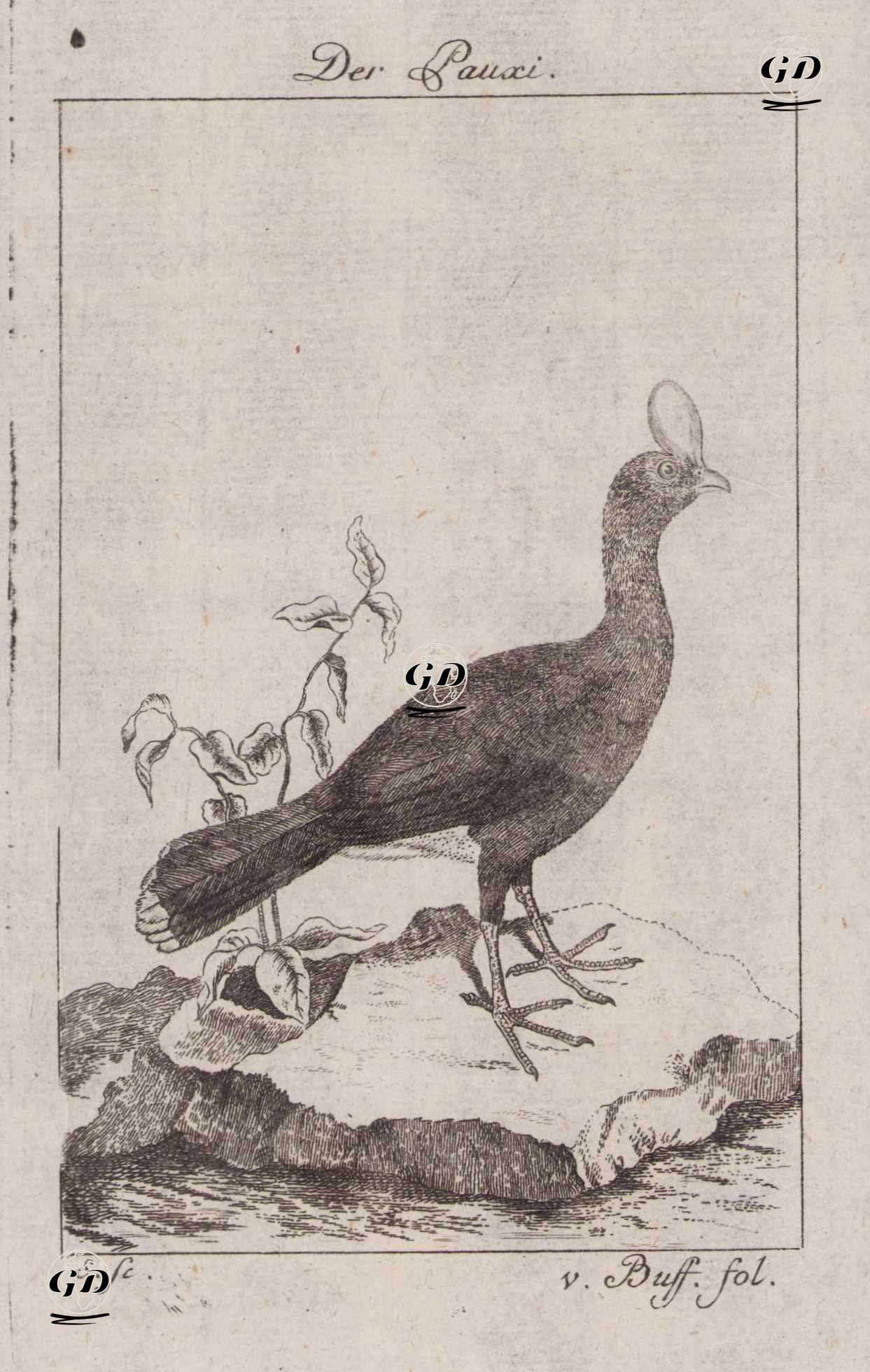 Kuzey Boynuzlu Hokkosu (Baladur Kuşu, Miğferli Hokko-Pauxi Pauxi)  - Georges Buffon (1707-1788) - 1777