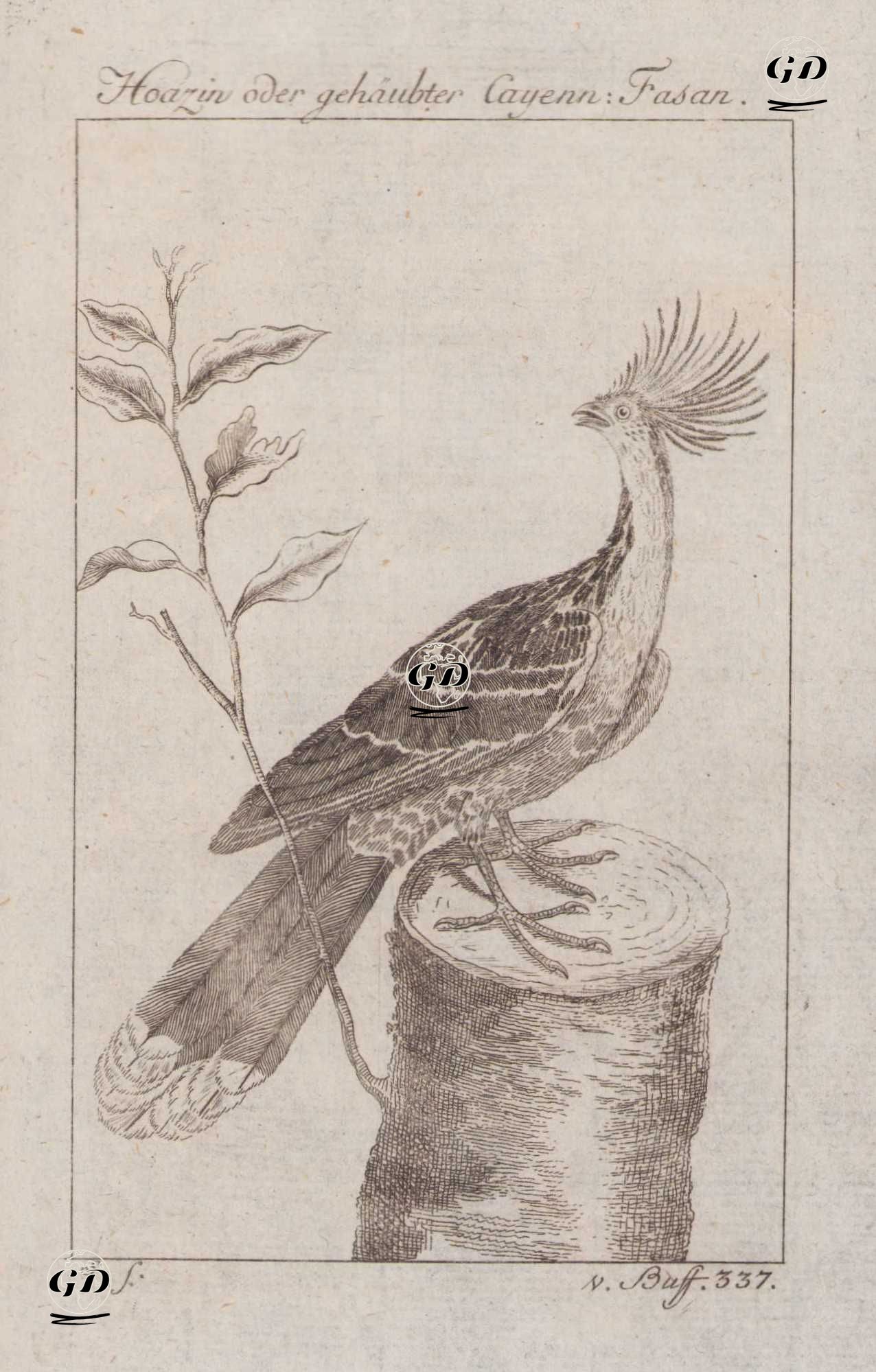 Hoatzin (Hoatzin Tavuğu, Çingene Tavuğu, Kokulu Sülün-Opisthocomus Hoazin) - Georges Buffon (1707-1788) - 1777