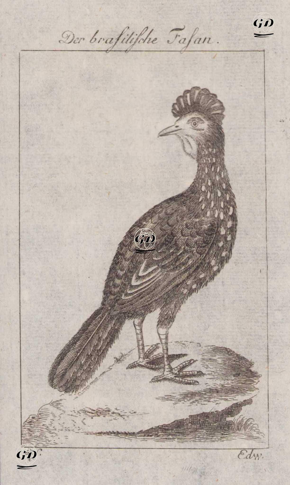 Der Brasilische Fasan (The Brasilian Jacupema of Marggraue (The Guan), Brazilian Pheasant) - Georges Buffon (1707-1788) - 1777