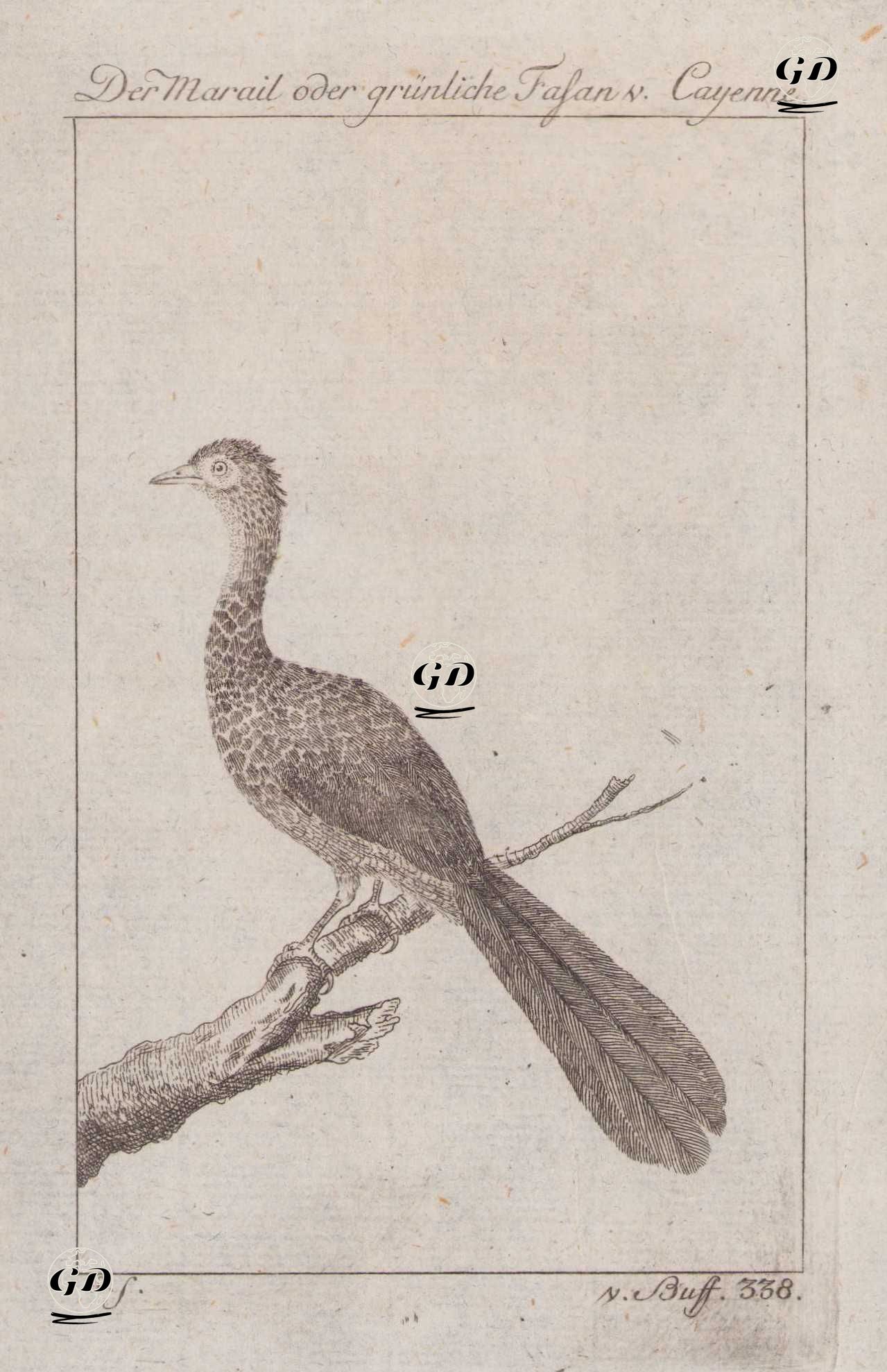 Der Marail oder Grünliche Fasan Cayenne (Faisan Verdatre de Cayenne) - Georges Buffon (1707-1788) - 1777