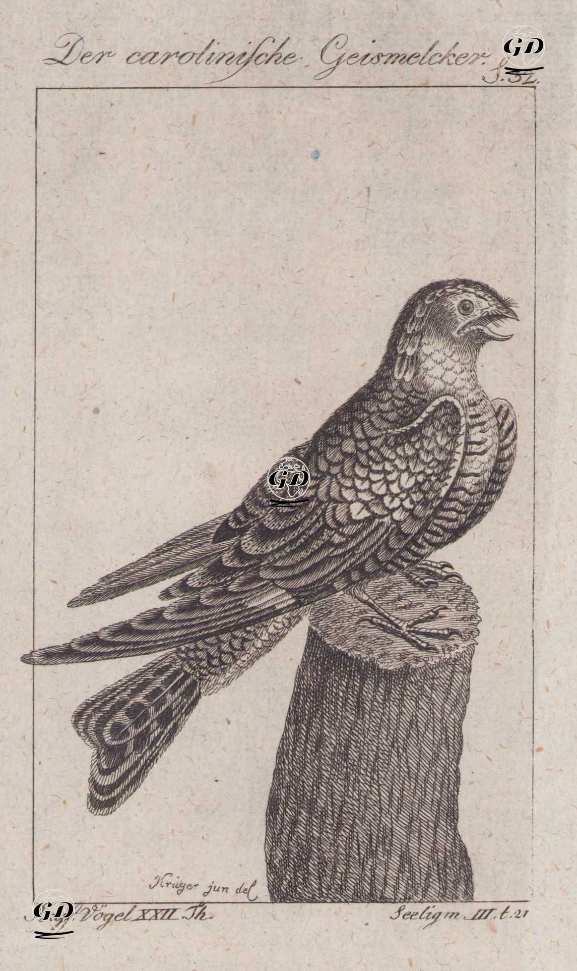 Der Carolinische Geismelcker (Chuck-will’s-widow-Antrostomus Carolinensis, Caprimulgus Carolinensis) (Page 32) - Andreas Ludwig Krüger (1743-1805)-Georges Buffon (1707-1788) - 1795