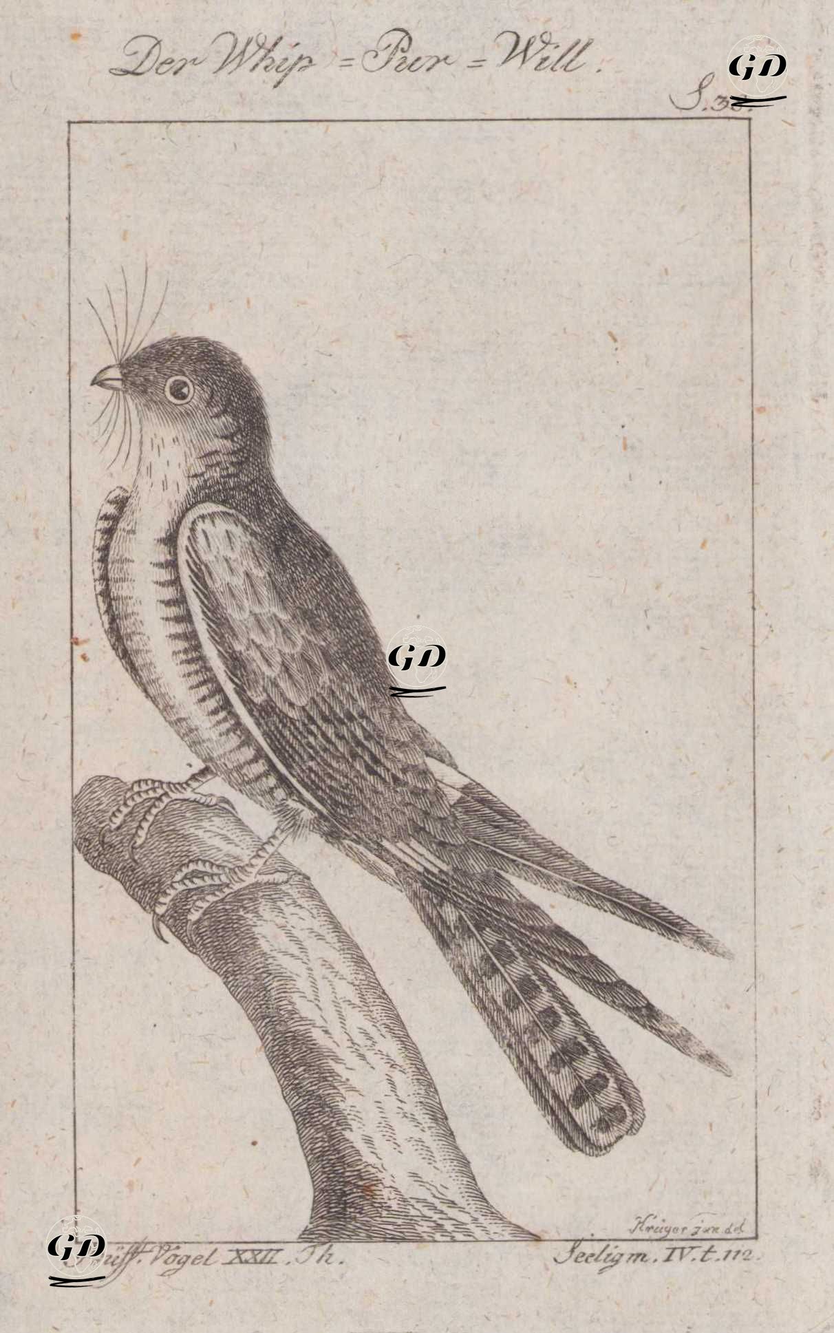 Gecedoğanı (Amerika Çobanaldatanı, Gece Atmacası, Gece Şahini-Chordeiles Minor) (Sayfa 38)  - Andreas Ludwig Krüger (1743-1805)-Georges Buffon (1707-1788) - 1795