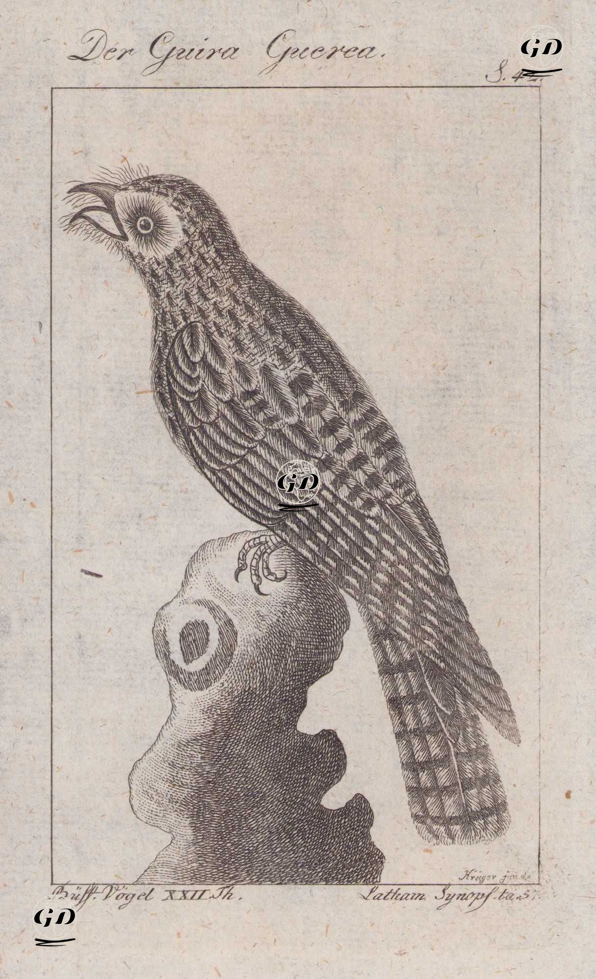 Kuzeyli Putu (Nyctibius Jamaicensis) (Sayfa 42) - Andreas Ludwig Krüger (1743-1805)-Georges Buffon (1707-1788) - 1795