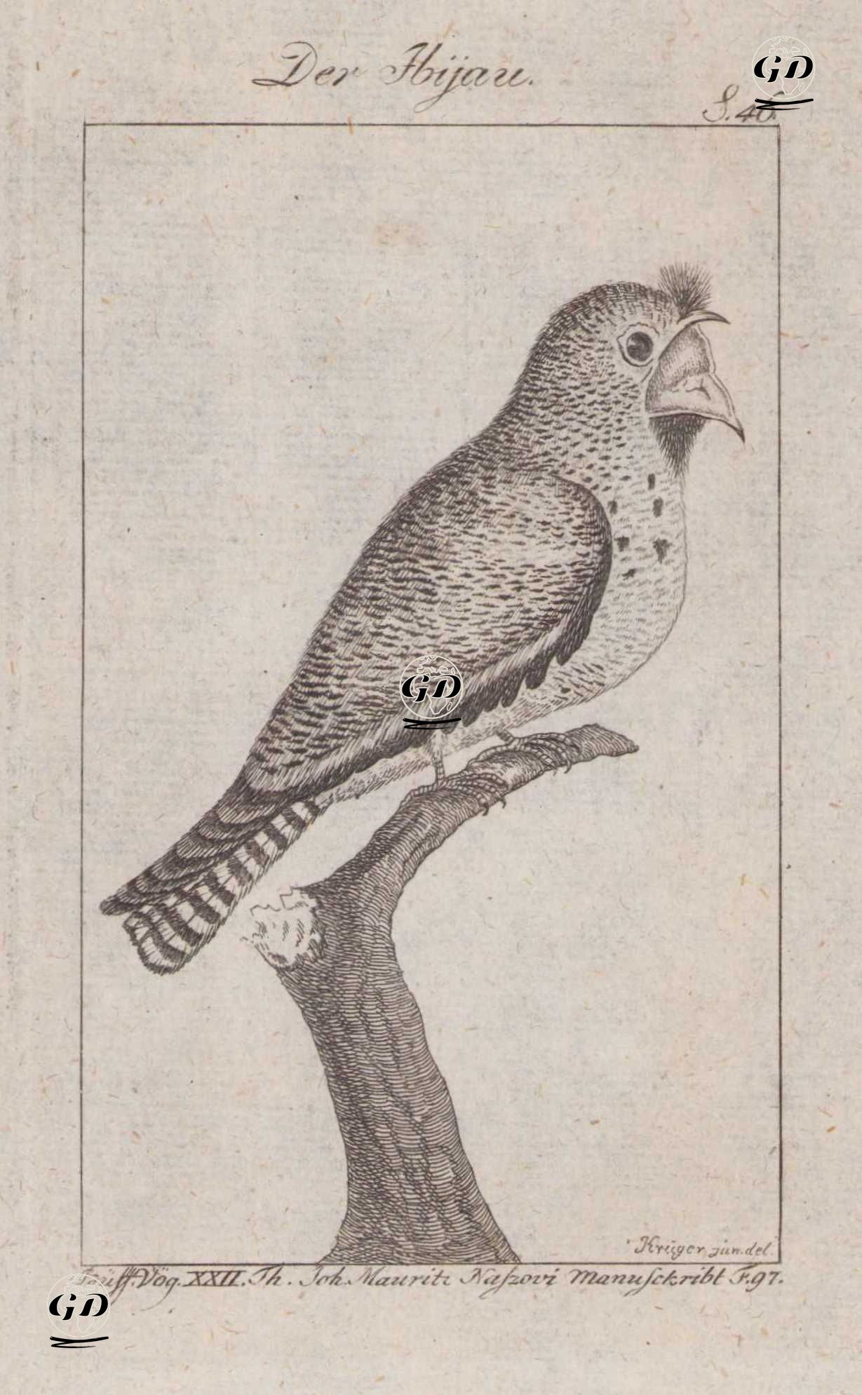 Makas Kuyruklu Çobanaldatan (Hydropsalis Torquata, Caprimulgus Brasilianus) (Sayfa 46) - Andreas Ludwig Krüger (1743-1805)-Georges Buffon (1707-1788) - 1795