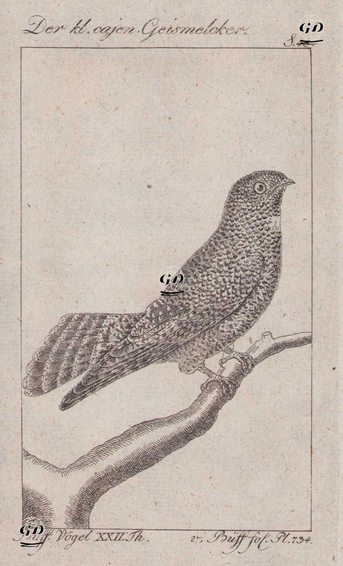 Der Kl. Cajen. Geismelcker (Long-tailed Nightjar-Caprimulgus Climacurus, Caprimulgus Femitorquatus) (Page 48) - Georges Buffon (1707-1788) - 1795