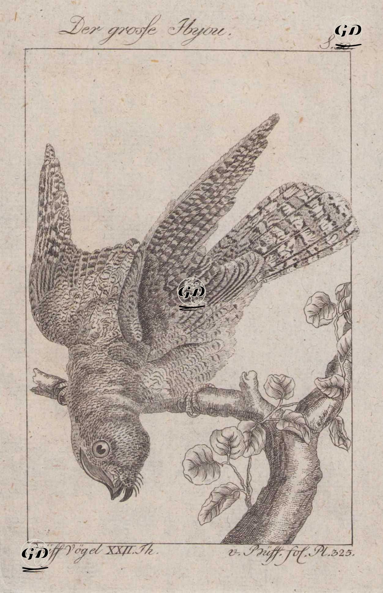 Büyük Putu (Büyük Poto-Nyctibius Grandis, Caprimulgus Grandis) (Sayfa 50)  - Georges Buffon (1707-1788) - 1795