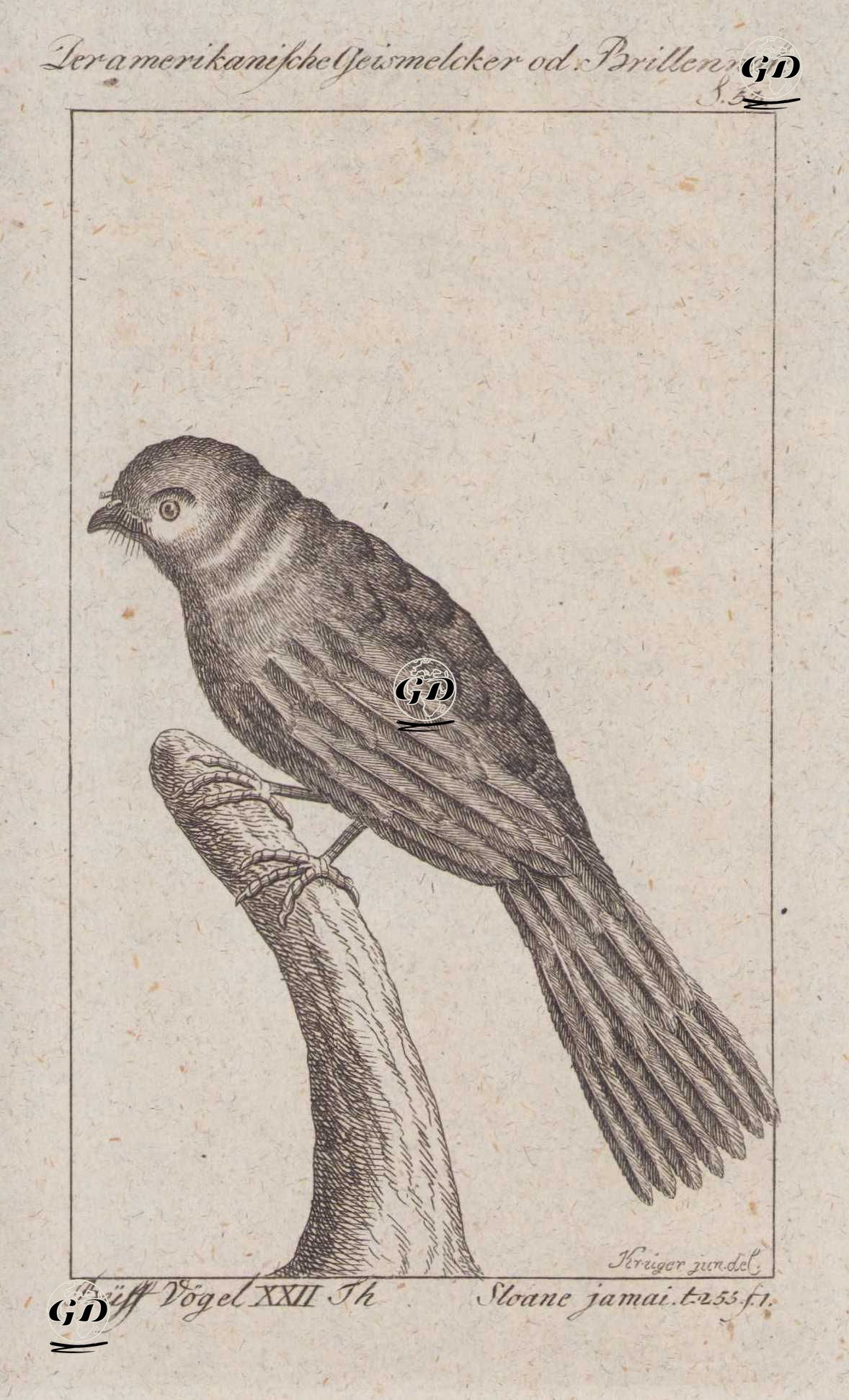 Der Amerikanische Geismelcker od. Brillennase (Jamaican Pauraque-Siphonorhis Americana, Caprimulgus Americanus) (Page 53) - Andreas Ludwig Krüger (1743-1805)-Georges Buffon (1707-1788) - 1795
