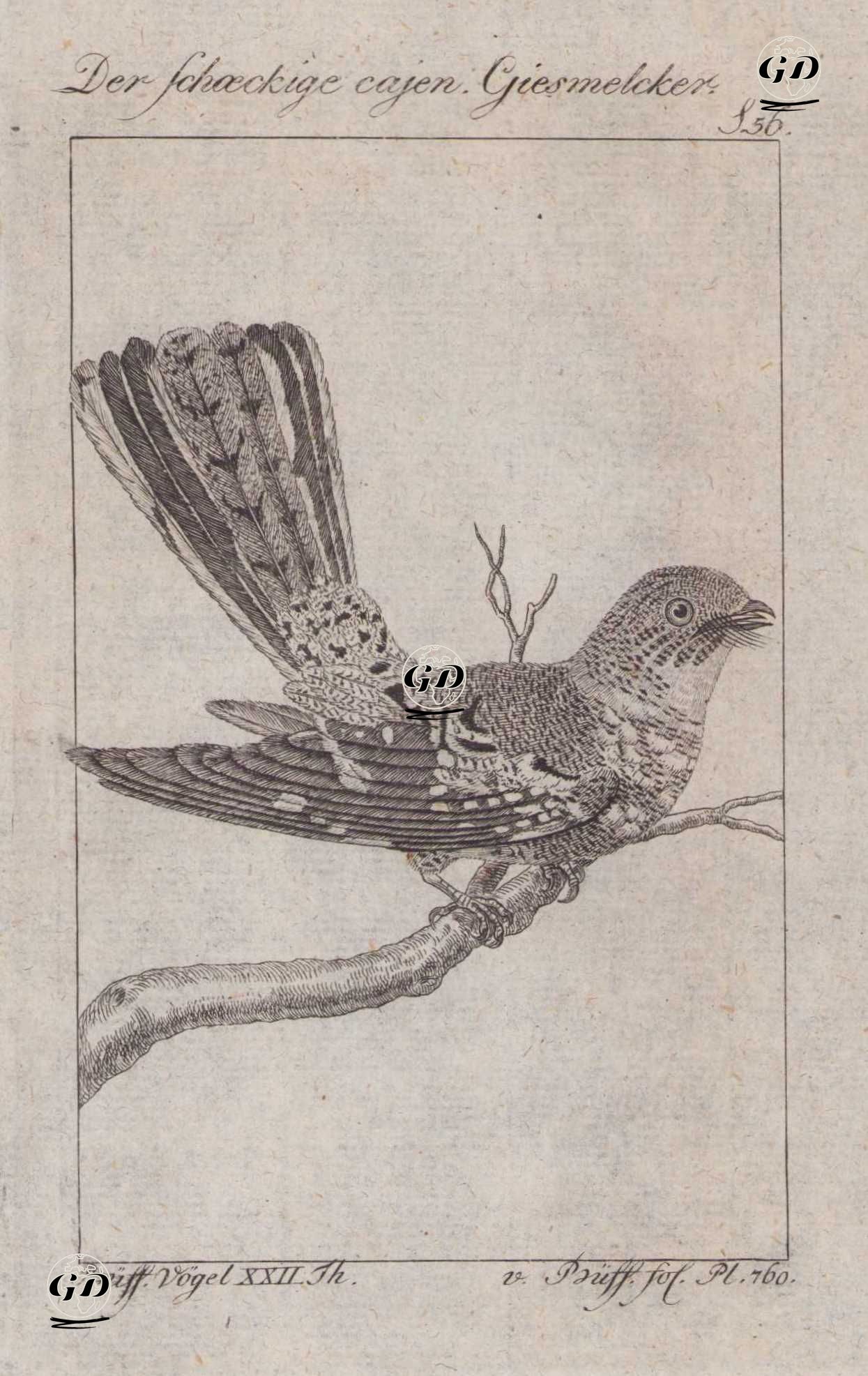 Ak Kuyruklu Çobanaldatan (Hydropsalis Cayennensis, Caprimulgus Cayennensis) (Sayfa 56) - Georges Buffon (1707-1788) - 1795