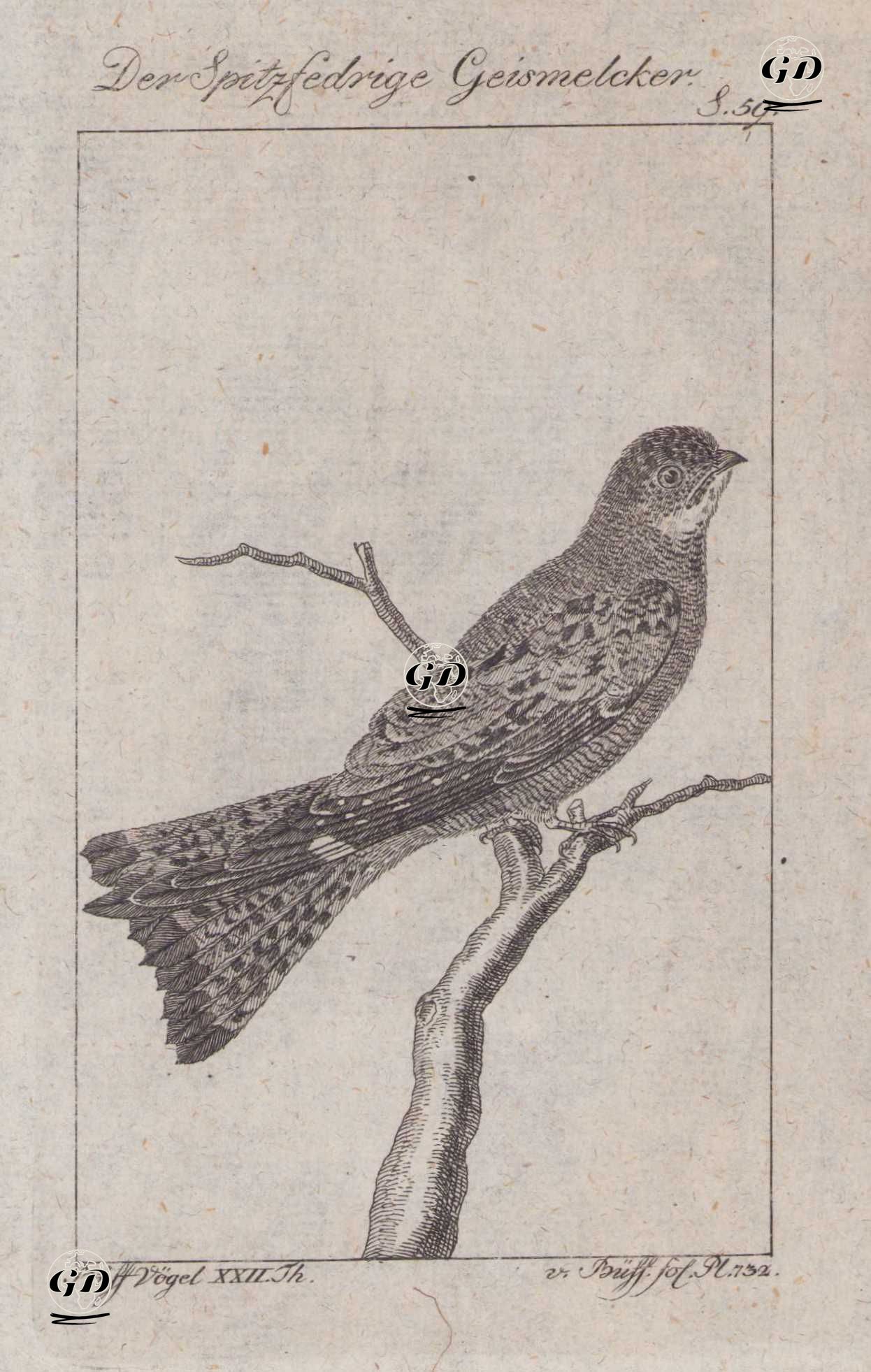 Der Spitzfedrige Geismelcker (Lesser Nighthawk-Chordeiles Acutipennis, Caprimulgus Acutus) (Page 59) - Georges Buffon (1707-1788) - 1795