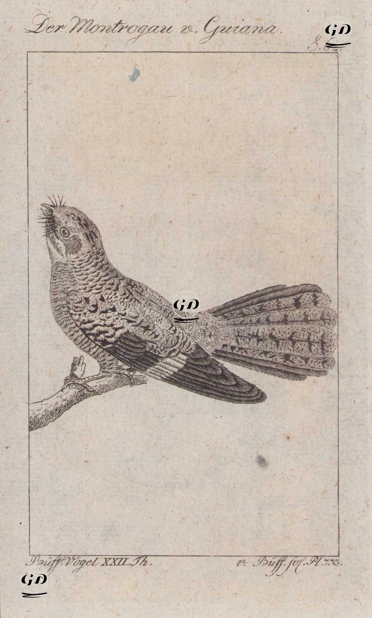 Der Montrogau v. Guiana (Ladder-tailed Nightjar-Hydropsalis Climacocerca, Caprimulgus Gujanensis) (Page 62) - Georges Buffon (1707-1788) - 1795