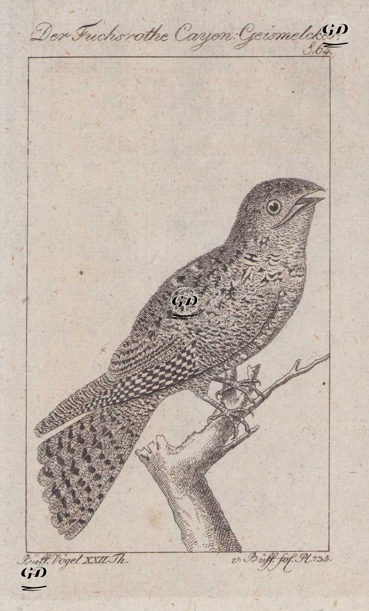 Kızıl Çobanaldatan (Antrostomus Rufus, Caprimulgus Rufus) (Page 64) - Georges Buffon (1707-1788) - 1795