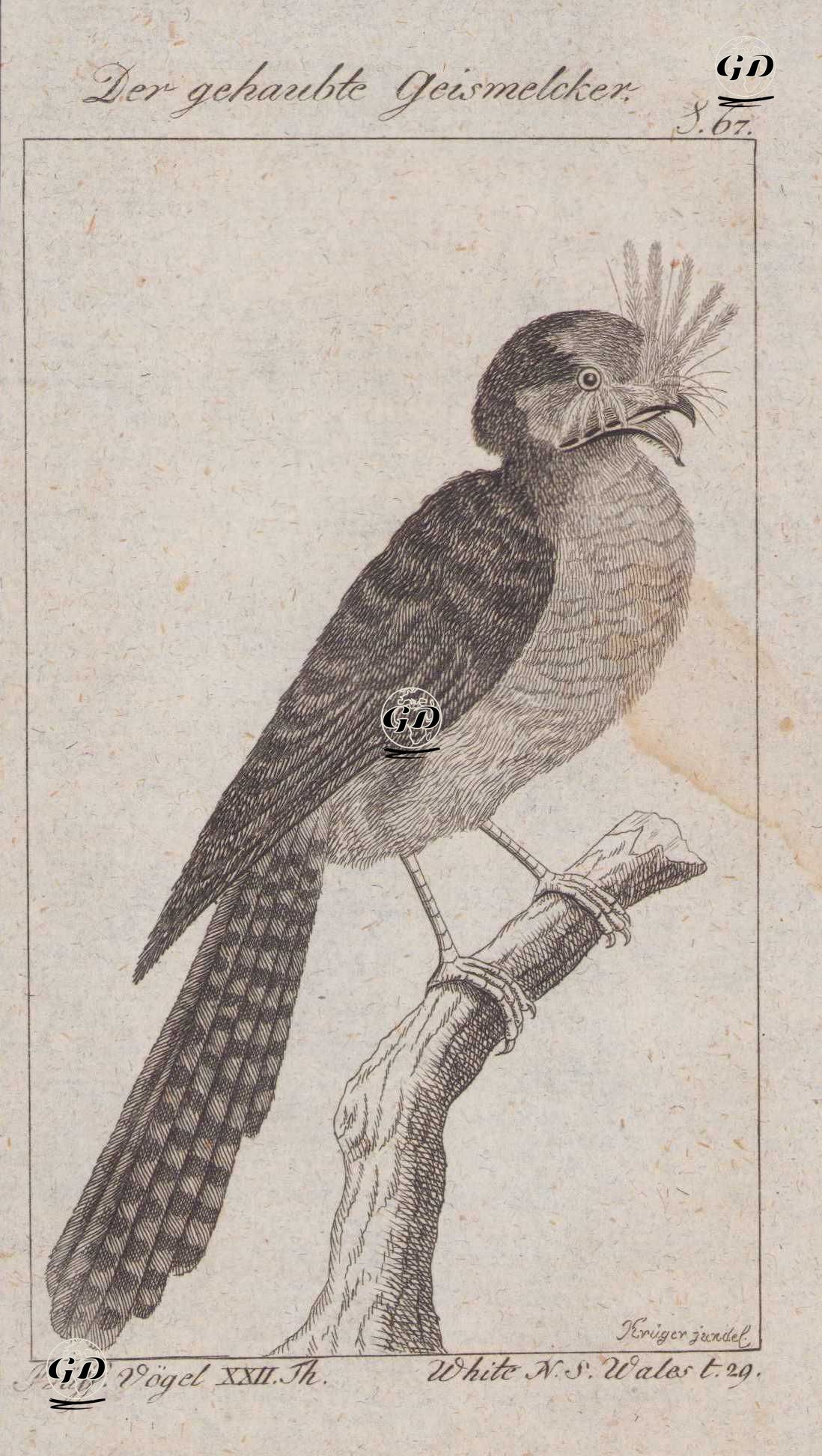 Der Gehaubte Geismelcker (Australian Owlet-nightjar-Aegotheles Cristatus, Caprimulgus Cristatus) (Page 67) - Andreas Ludwig Krüger (1743-1805)-Georges Buffon (1707-1788) - 1795