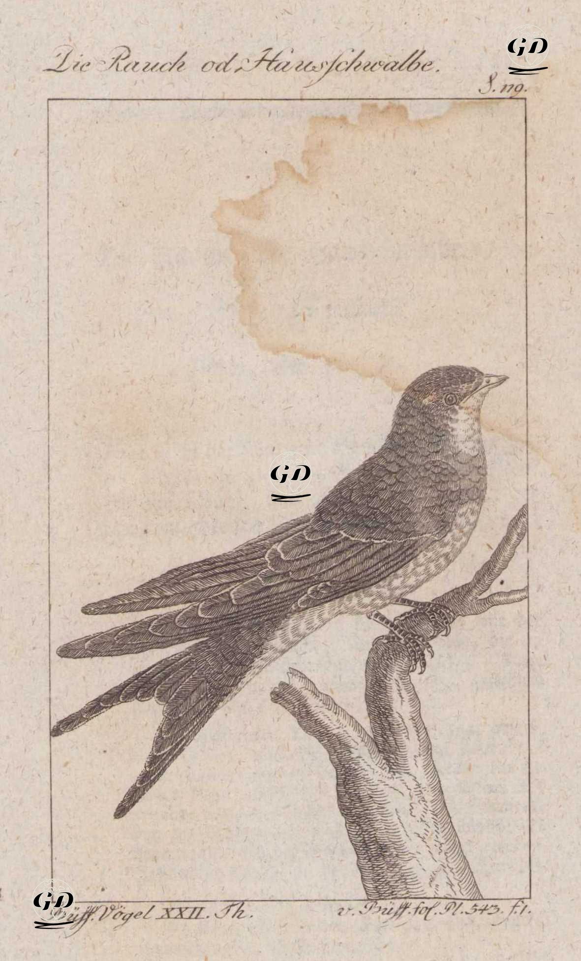 Kır Kırlangıcı (Tarla Kırlangıcı-Hirundo Rustica) (Sayfa 119)  - Georges Buffon (1707-1788) - 1795