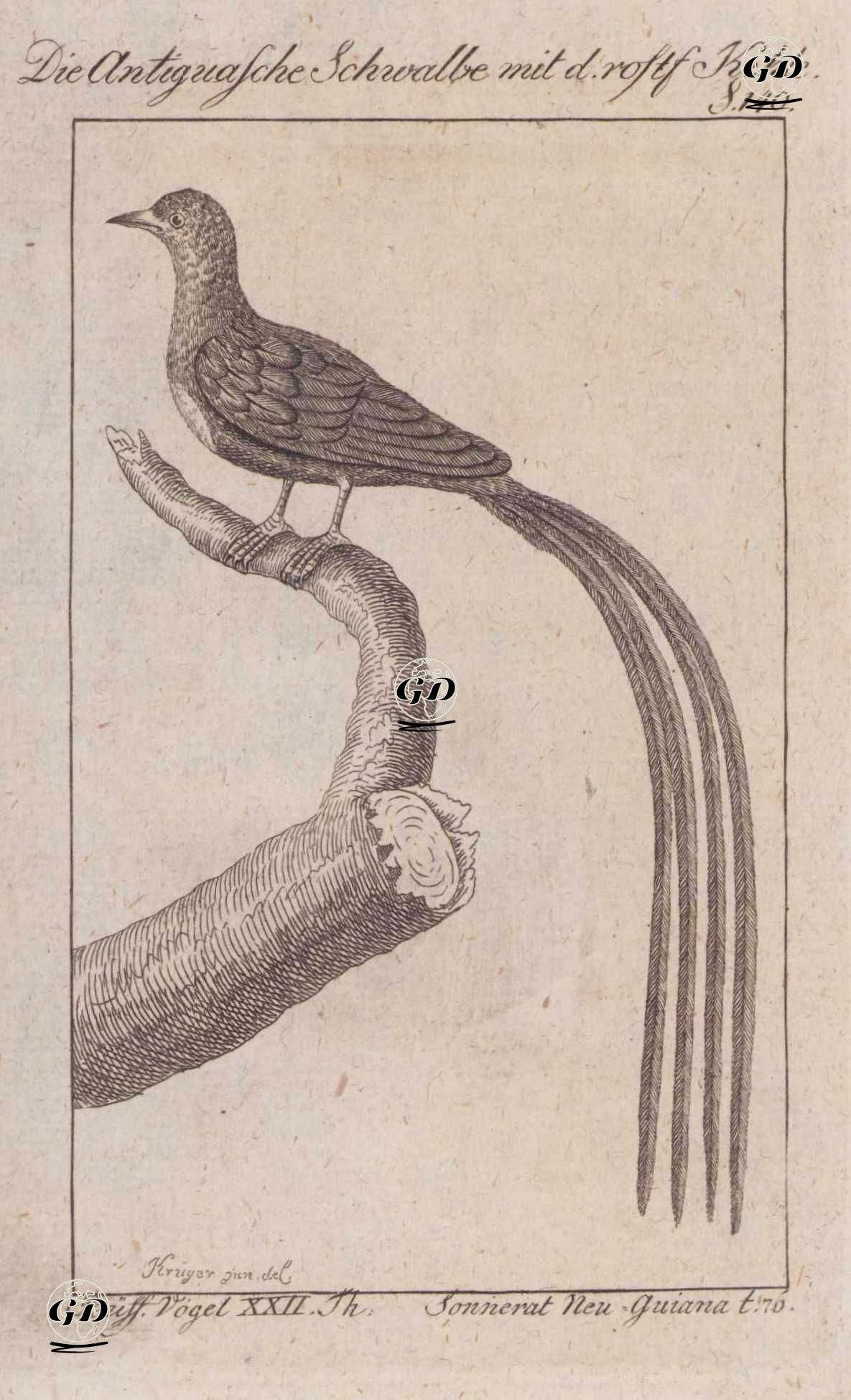 Die Antiguasche Schwalbe Mit d. Rostf Kehke (Black-and-rufous Swallow-Hirundo Nigrorufa, Hirundo Panayana) (Page 140) - Andreas Ludwig Krüger (1743-1805)-Georges Buffon (1707-1788) - 1795