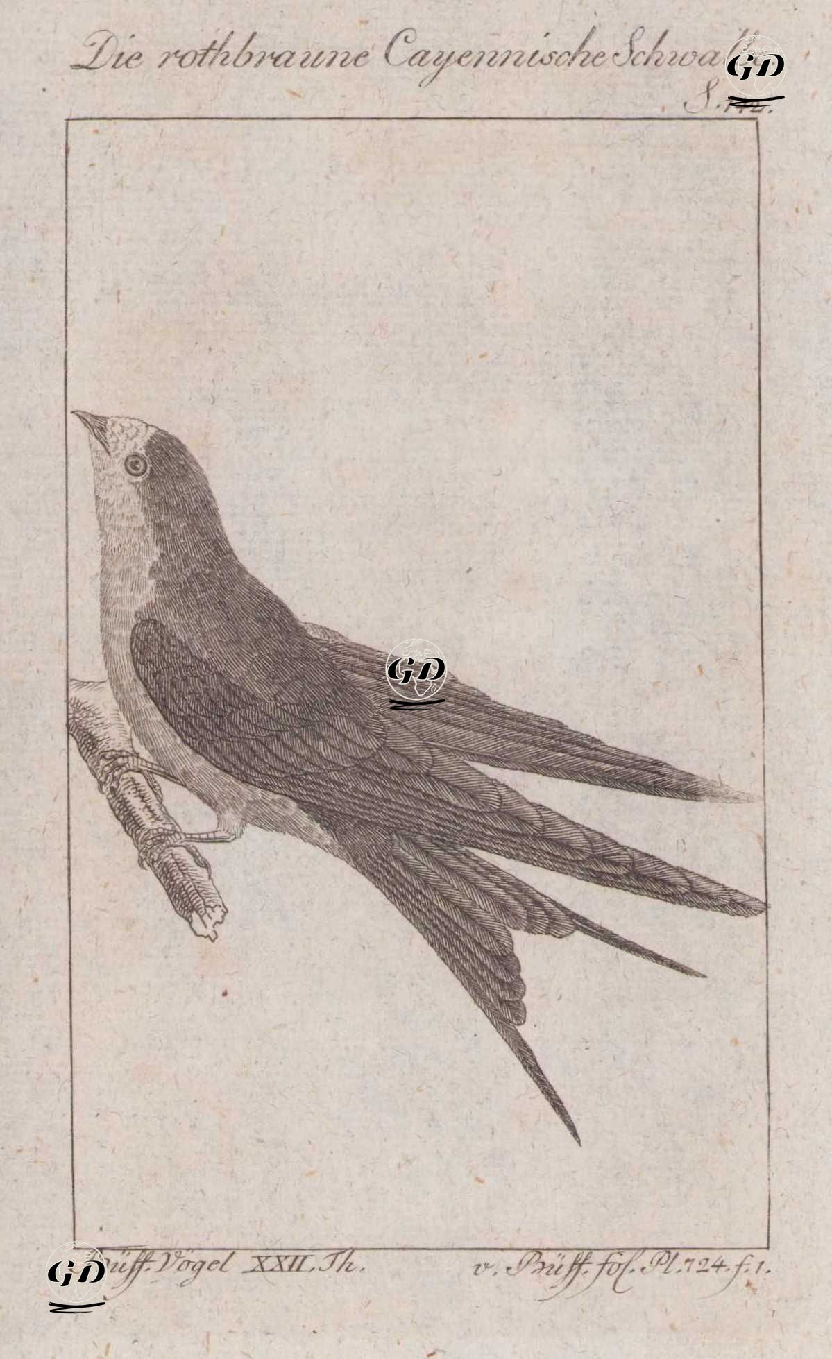 Kızıl Karınlı Kırlangıç (Cecropis Badia, Hirundo Rufa) (Sayfa 142) - Georges Buffon (1707-1788) - 1795