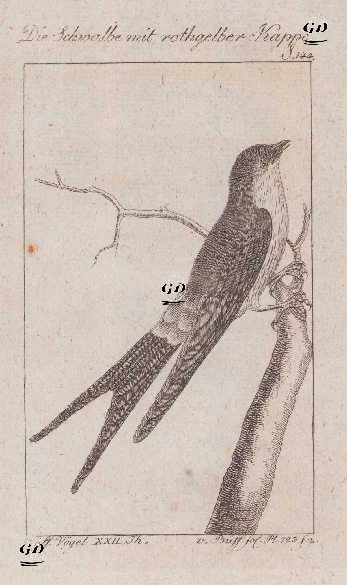 Die Schwalbe Mit Rothgelber Kappe (Greater Striped Swallow, Cape Swallow-Cecropis Cucullata, Hirundo Capensis) (Page 144) - Georges Buffon (1707-1788) - 1795