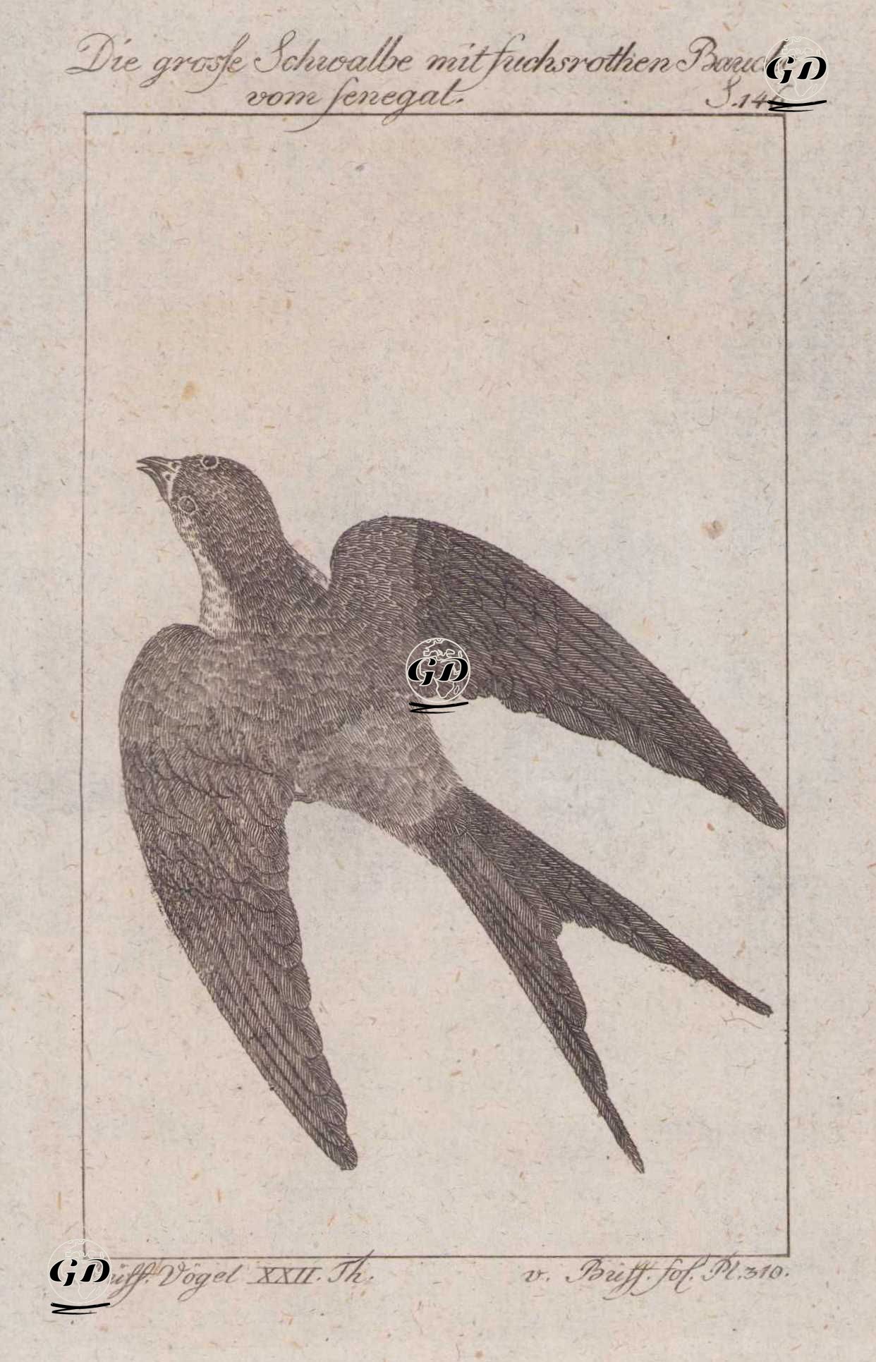Senegal Kırlangıcı (Cecropis Senegalensis) (Sayfa 146) - Georges Buffon (1707-1788) - 1795