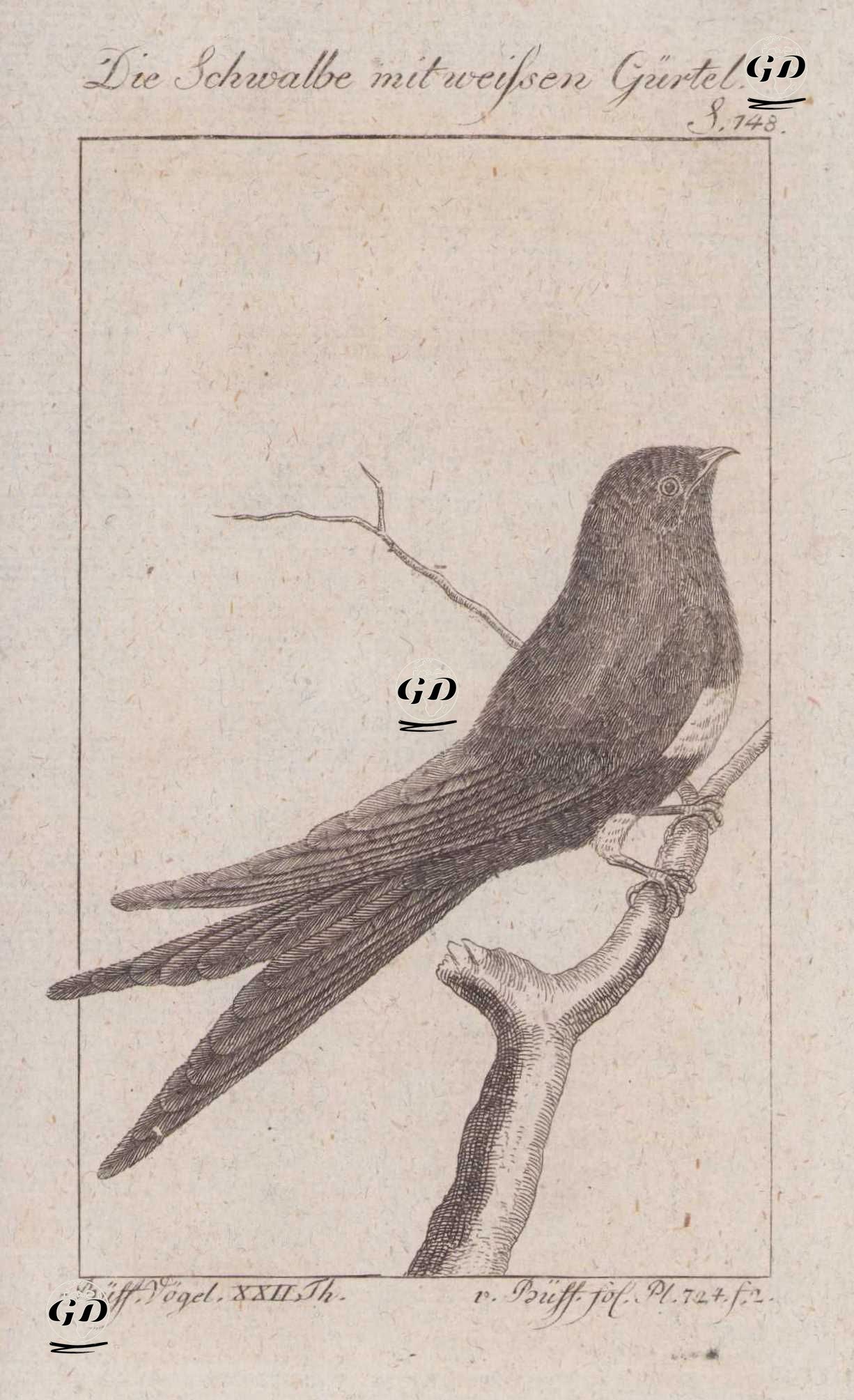 Die Schwalbe Mit Weissen Gürtel (White-banded Swallow-Atticora Fasciata, Hirundo Fasciata) (Page 148) - Georges Buffon (1707-1788) - 1795