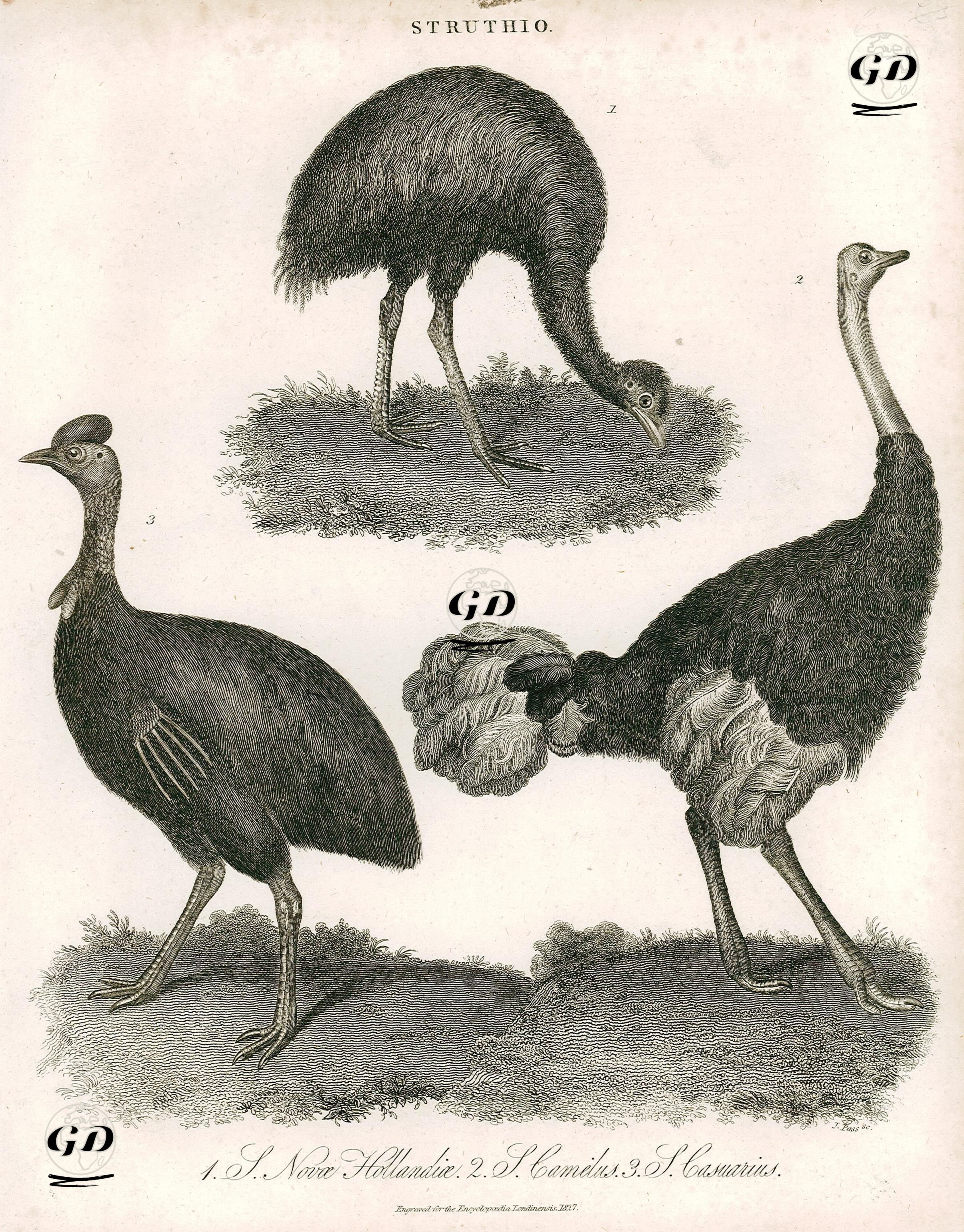 Devekuşu Türleri 1. S.Novce Hollandia 2. S.Camelus 3.S.Casiarus -  - 1827