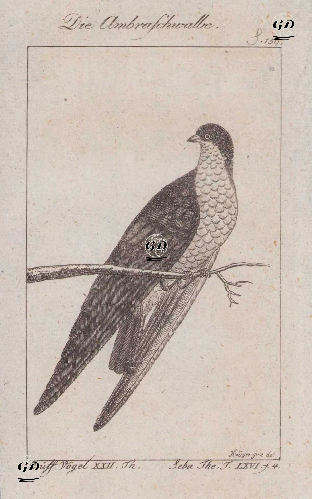 Ak Kuyruklu Kırlangıç (Hirundo Megaensis, Hirundo Ambrasiaca) (Sayfa 150) - Andreas Ludwig Krüger (1743-1805)-Georges Buffon (1707-1788) - 1795