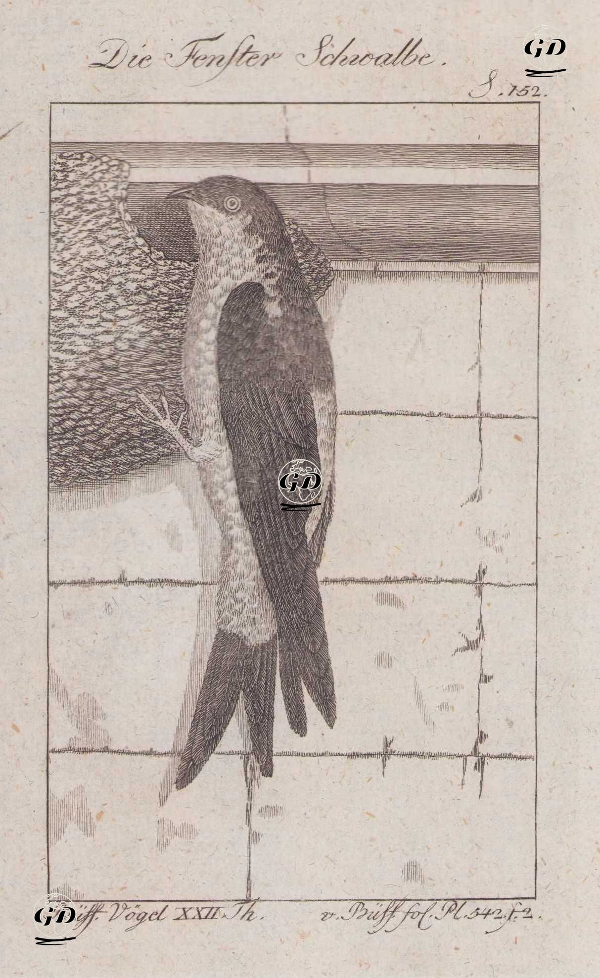 Ev Kırlangıcı (Pencere Kırlangıcı-Delichon Urbicum) (Sayfa 152) - Georges Buffon (1707-1788) - 1795