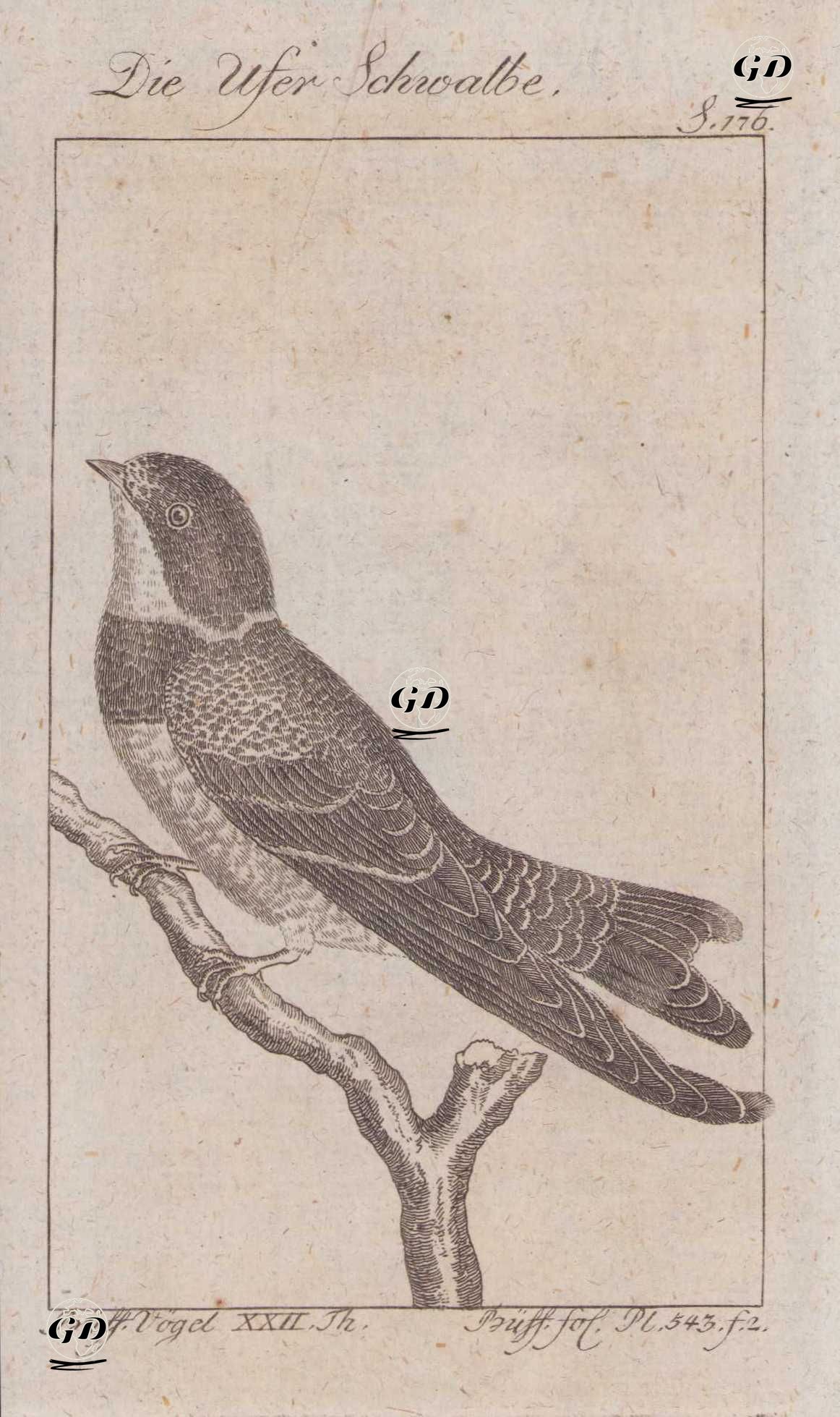 Kum Kırlangıcı (Riparia Riparia, Hirundo Riparia) (Sayfa 176) - Georges Buffon (1707-1788) - 1795