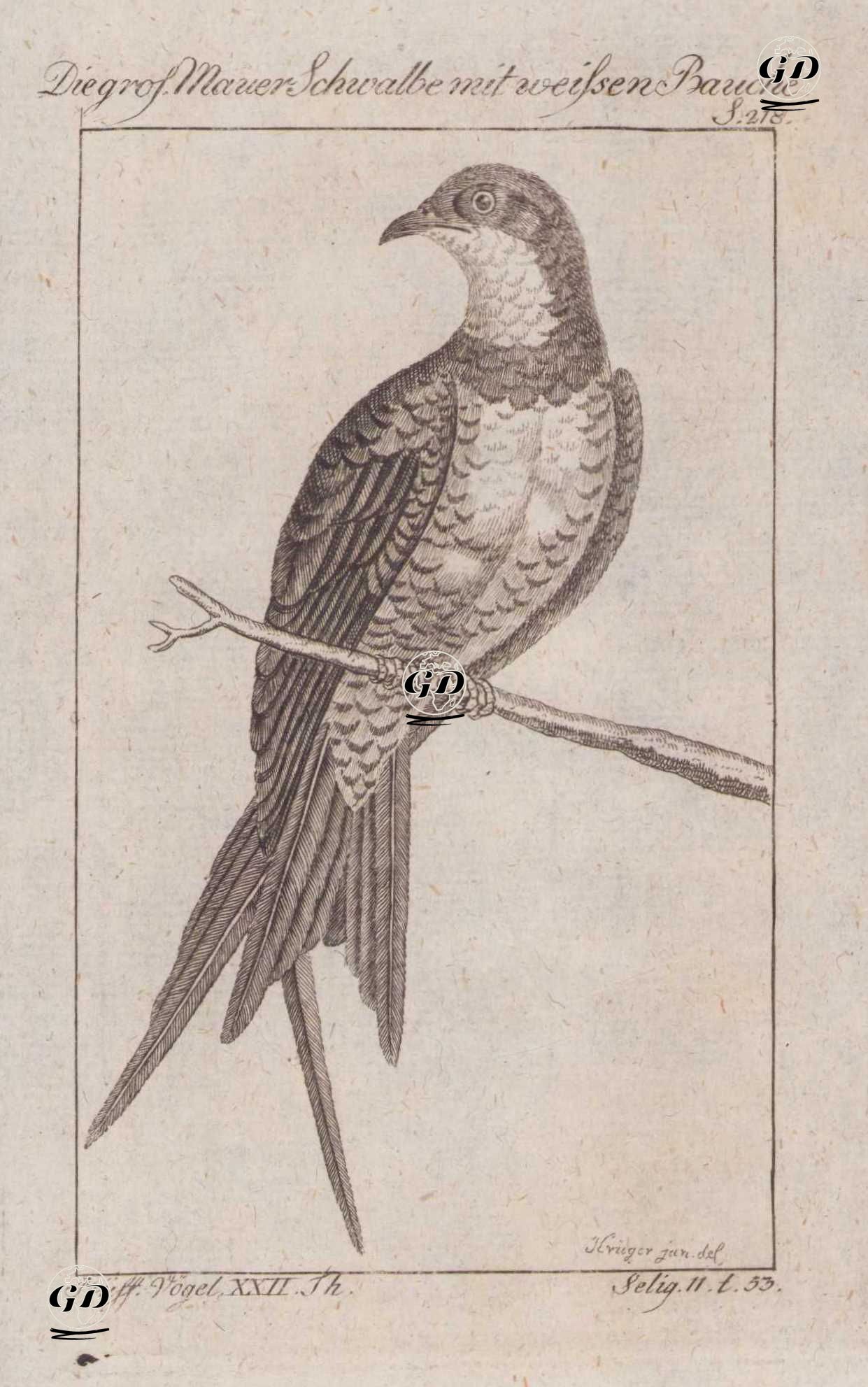 Ak Karınlı Ebabil (Apus Melba, Hirundo Melba) (Sayfa 218) - Andreas Ludwig Krüger (1743-1805)-Georges Buffon (1707-1788) - 1795