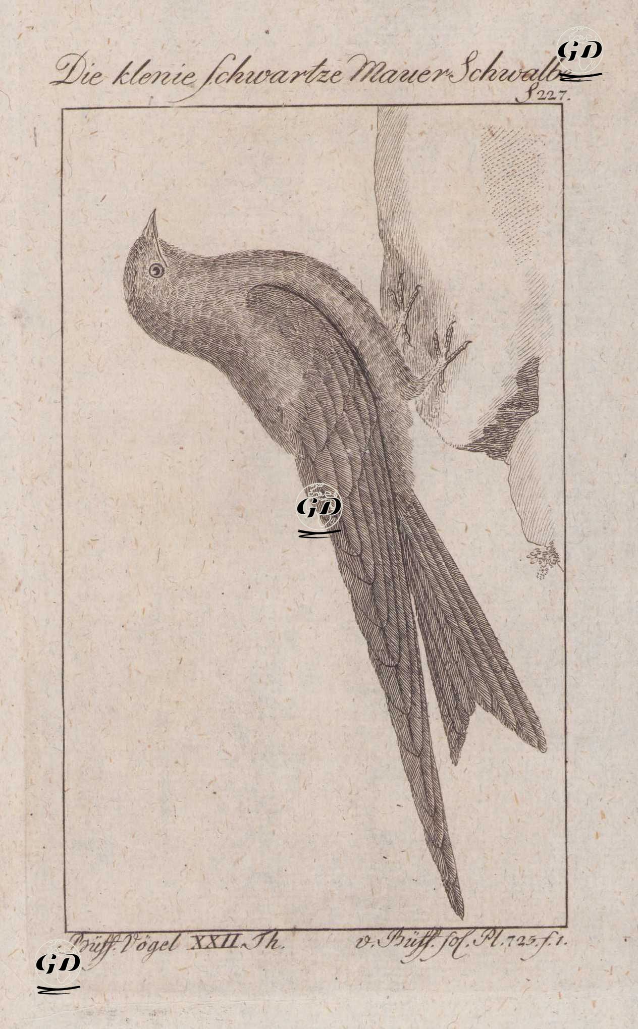 Karaca Ebabil (Kuzey Amerika Siyah Sağanı-Cypseloides Niger, Hirundo Nigra) (Sayfa 227) - Georges Buffon (1707-1788) - 1795
