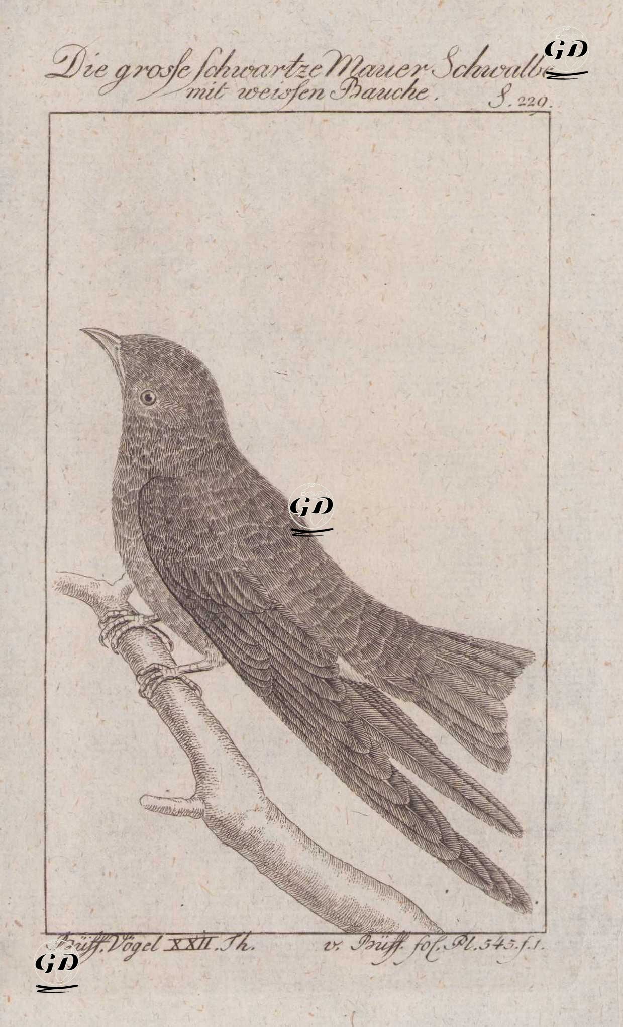 Karayip Kırlangıcı (Progne Dominicensis, Hirundo Dominicensis) (Sayfa 229) - Georges Buffon (1707-1788) - 1795