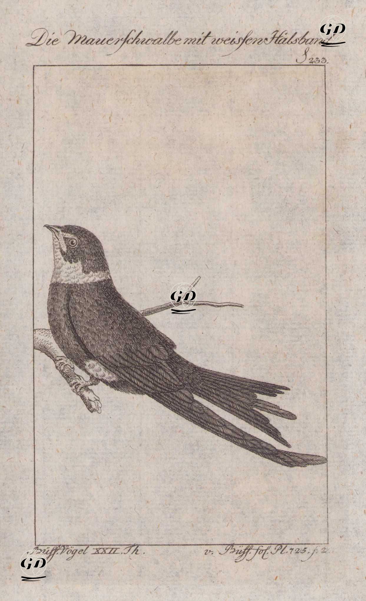 Ak Boyunlu Ebabil (Yakalı Karasağan, Beyaz Yakalı Kivi-Streptoprocne Zonaris, Hirundo Cayanensis) (Sayfa 233) - Georges Buffon (1707-1788) - 1795