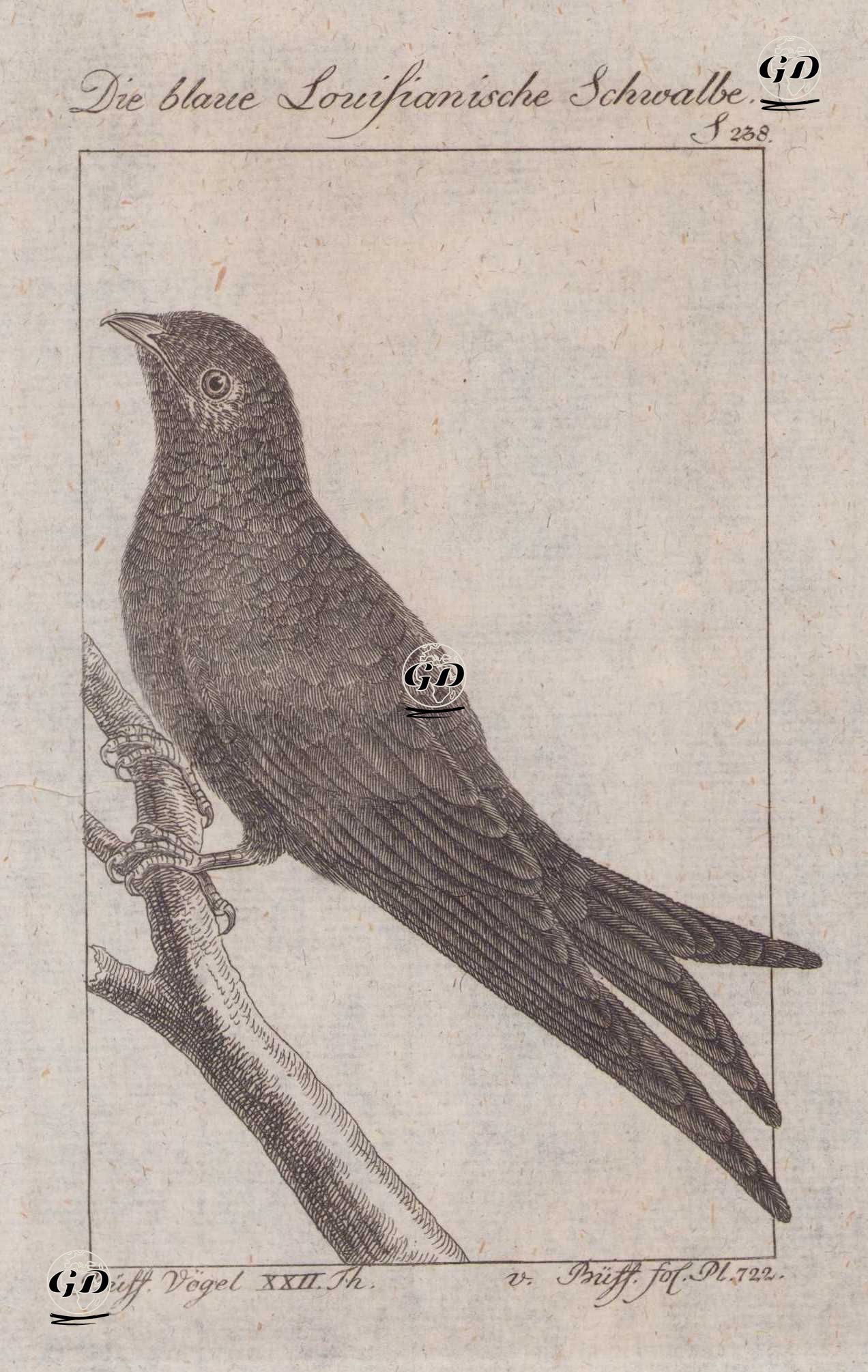 Mavi Louisiana Kırlangıcı (Hirundo Violacea) (Sayfa 238) - Georges Buffon (1707-1788) - 1795