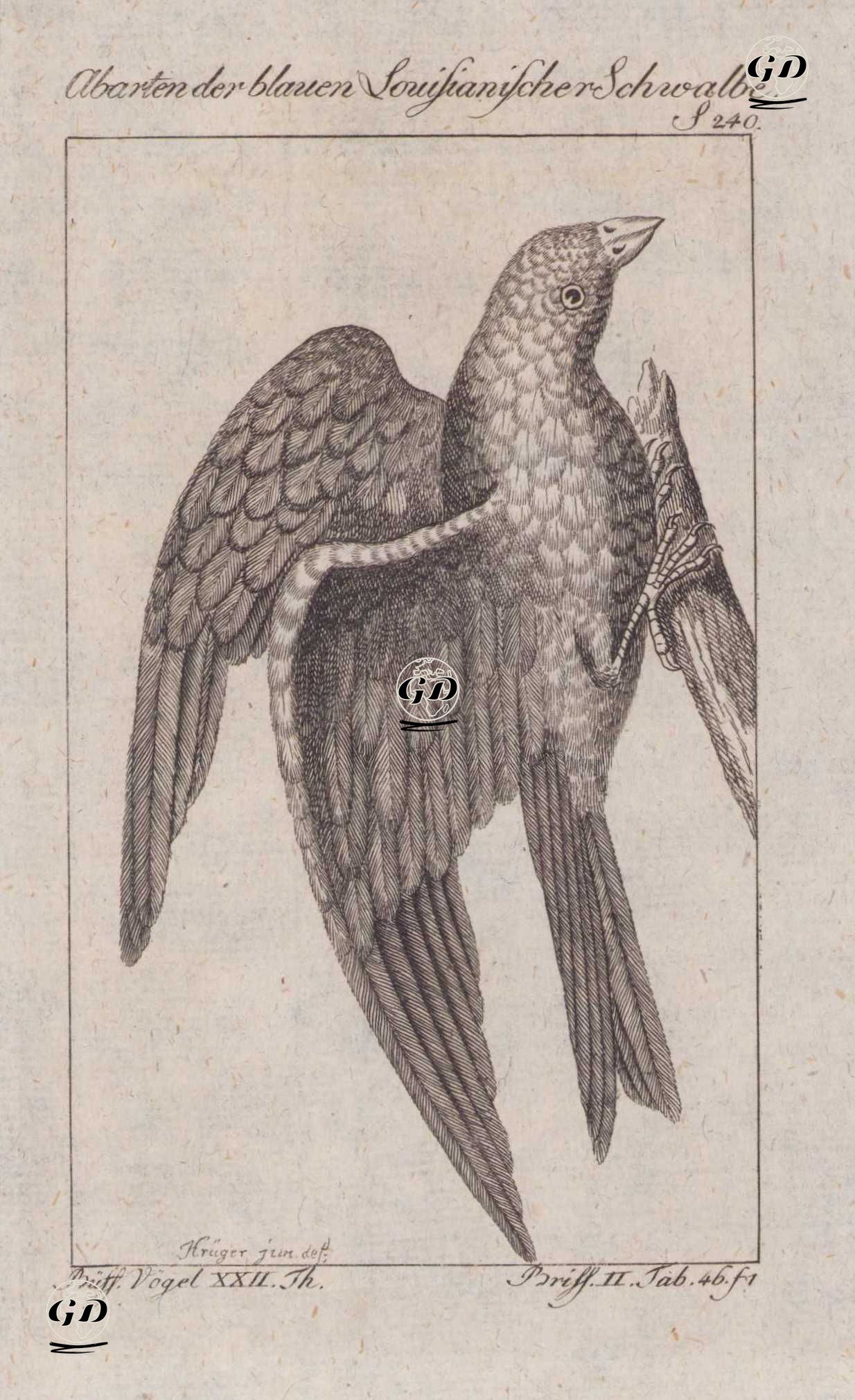 Mavi Louisiana Kırlangıcı (Sayfa 240) - Andreas Ludwig Krüger (1743-1805)-Georges Buffon (1707-1788) - 1795