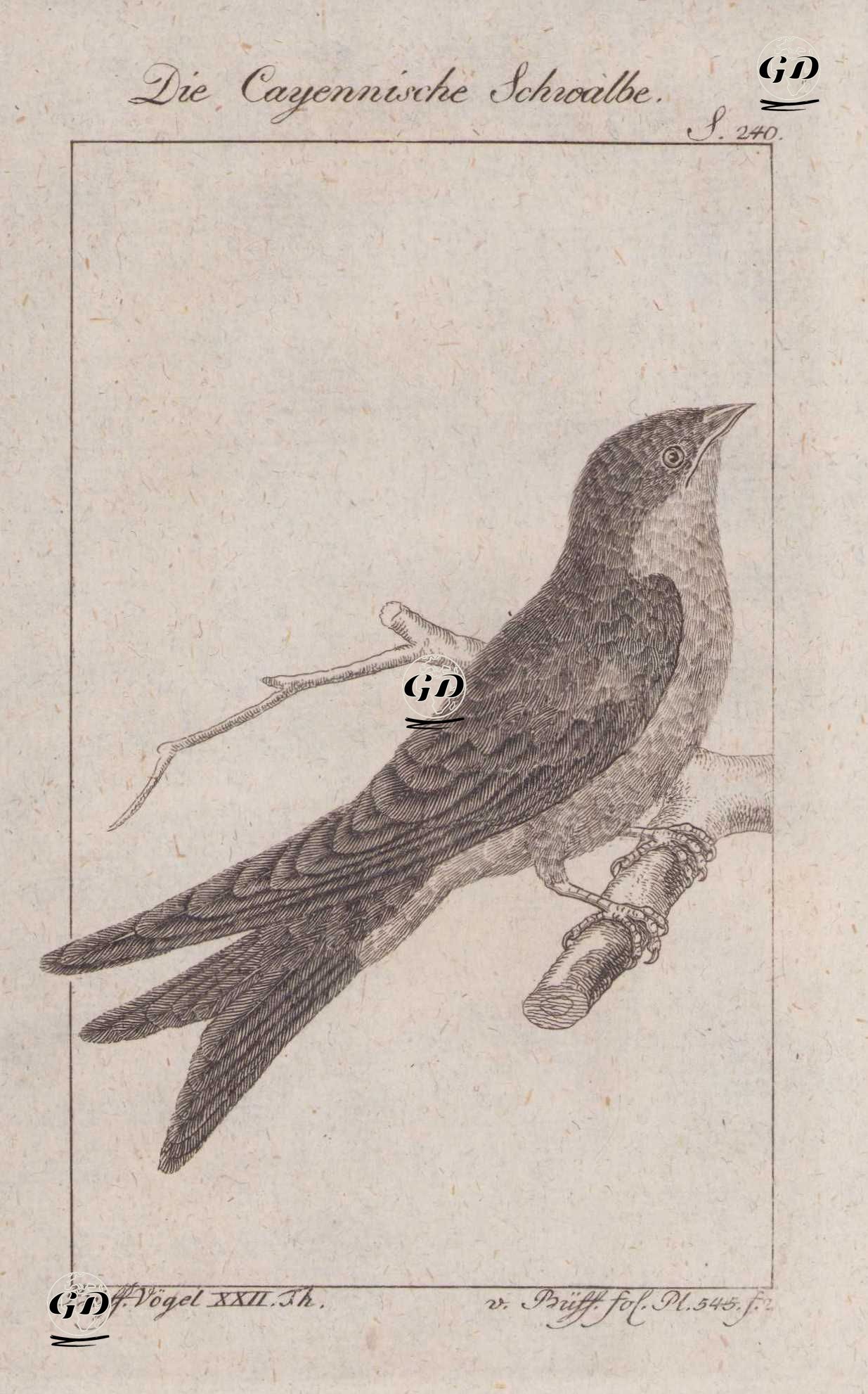 Gri Göğüslü Kırlangıç (Progne Chalybea) (Sayfa 240) - Georges Buffon (1707-1788) - 1795
