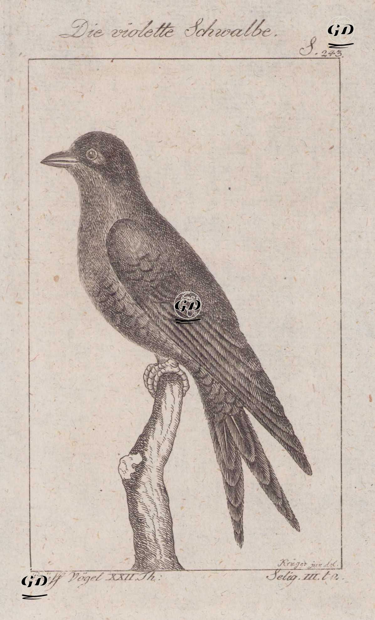 Büyük Mor Kırlangıç (Progne Subis, Hirundo Purpures) (Sayfa 243) - Georges Buffon (1707-1788) - 1795