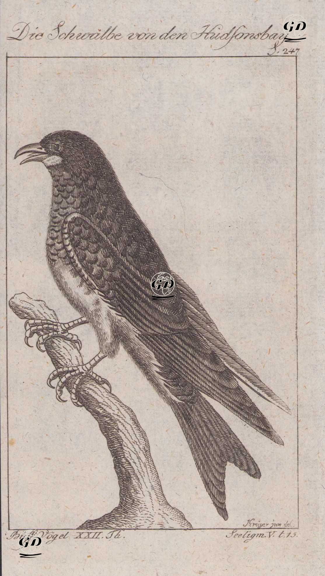 Büyük Amerikan Kırlangıcı (Küba Kırlangıcı ? veya Karayip Kırlangıcı ?) (Sayfa 247) - Andreas Ludwig Krüger (1743-1805)-Georges Buffon (1707-1788) - 1795