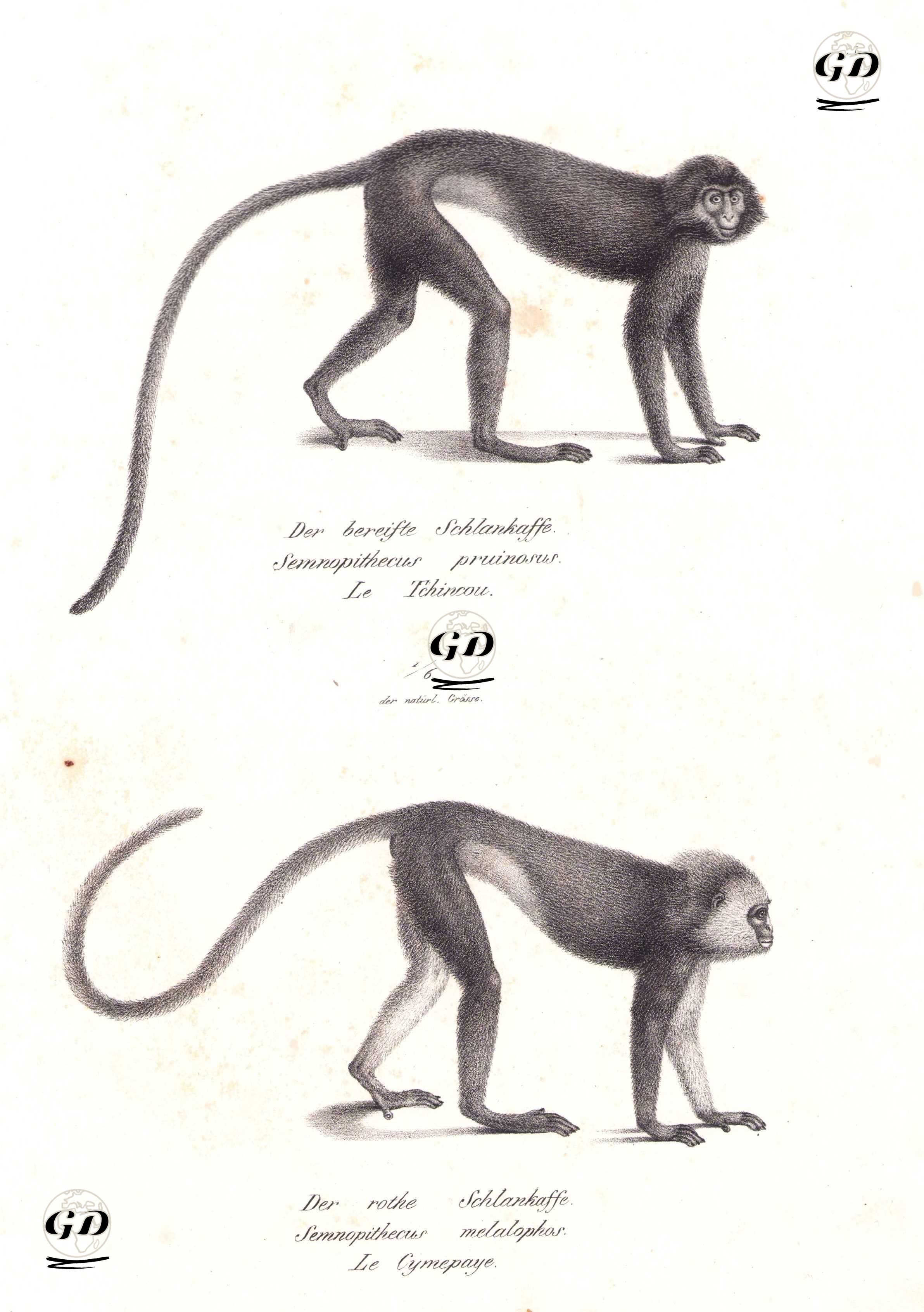 Gümüş Yaprak Maymunu (Trachypithecus Cristatus)-Sumatran Surili veya Kara Tepeli Sumatra Languru ( Presbytis Melalophos ) - Karl Joseph Brodtmann (1787-1862) - 1827