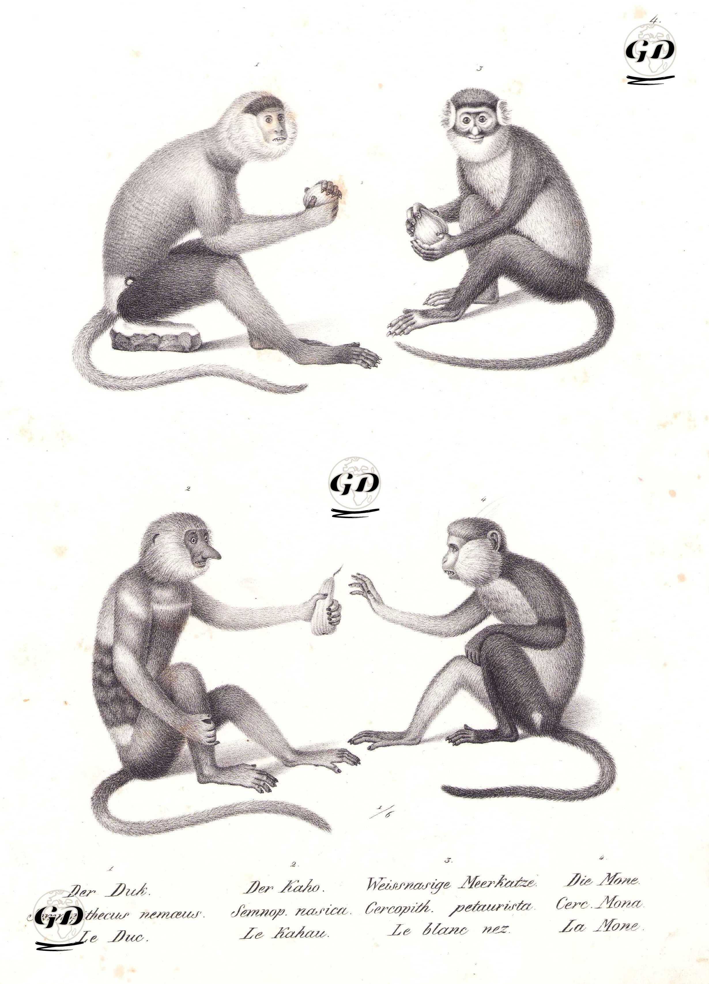 1.Der Duk., Semnopithecus Nemceus, Le Duc 2.Der Kaho., Semnop. Nasica, Le Kahau 3.Weissnasige Meerkatze, Cercopith. Petaurista, Le Blanc Nez. 4.Die Mone, Cerc. Mona, La Mone (1.Douc langur, Pygathrix nemaeus Linnaeus 2. Proboscis Monkey or Kahau or Nose Monkey, Semnopithecus Nasica 3.Lesser Spot-nosed Monkey, Cercopithecus Petaurista 4.Mona Monkey, Cercopithecus Mona) - Karl Joseph Brodtmann (1787-1862) - 1827