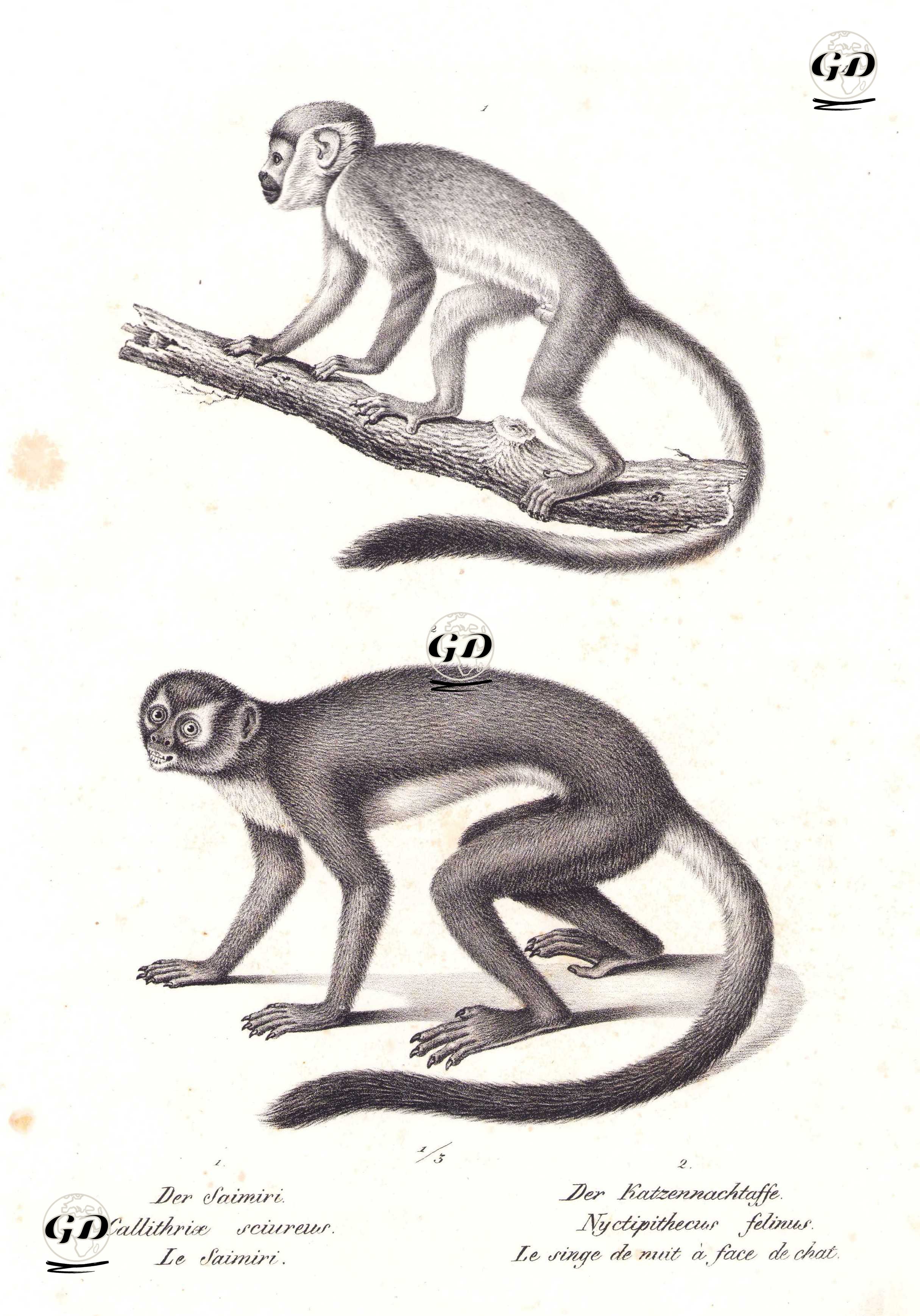 1.Sincap Maymunu (Callithrix Sciureus) 2.Gece Maymunu - Karl Joseph Brodtmann (1787-1862) - 1827