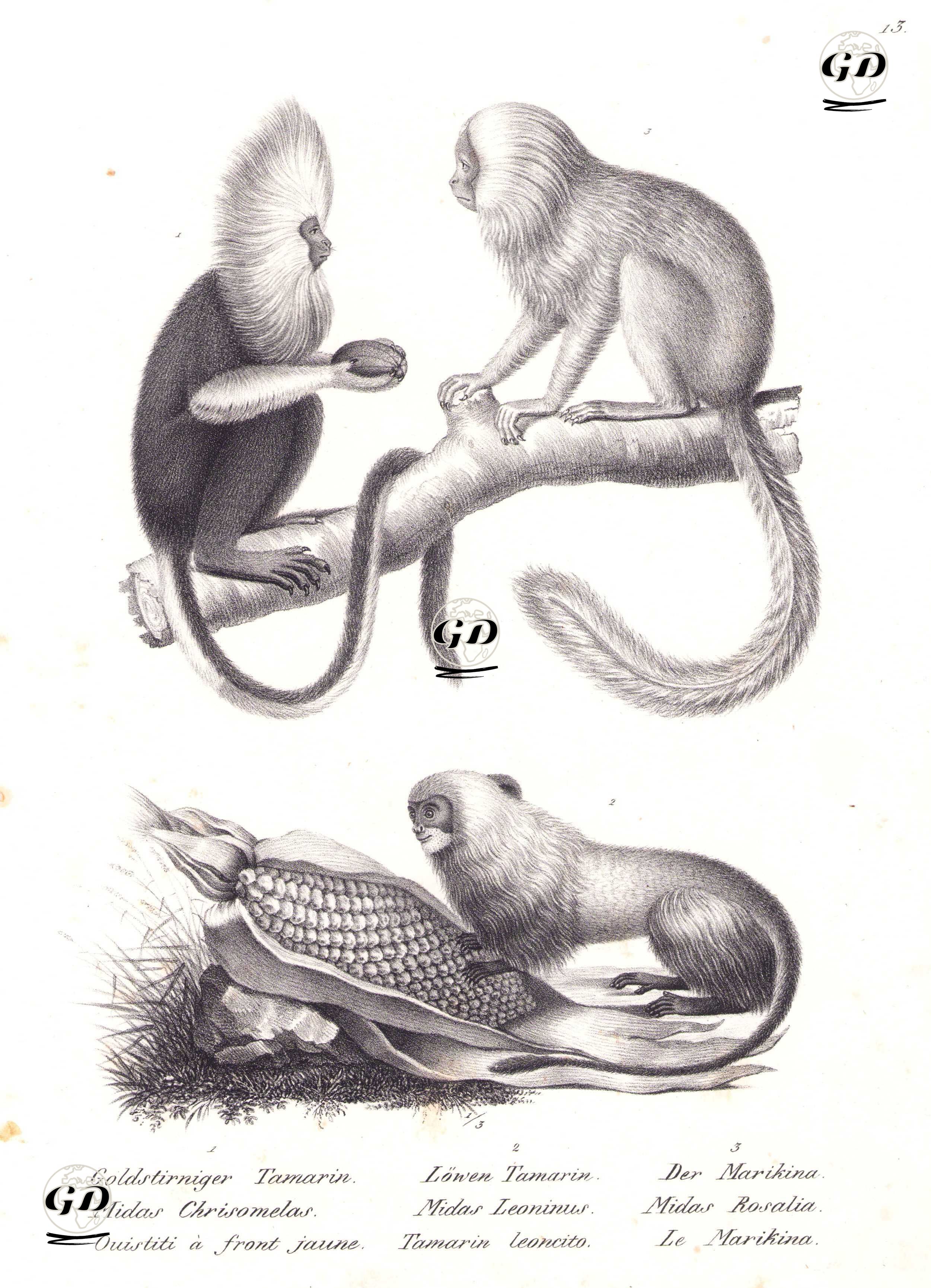 1.Aslan Kafalı Altın Tamarin (Leontopithecus Chrysomelas) 2.Eyer Sırtlı(Yeleli) Tamarin (Saguinus Fuscus) 3.Altın Aslan Maymunu (Tamarin) (Leontopithecus Rosalia) - Karl Joseph Brodtmann (1787-1862) - 1827