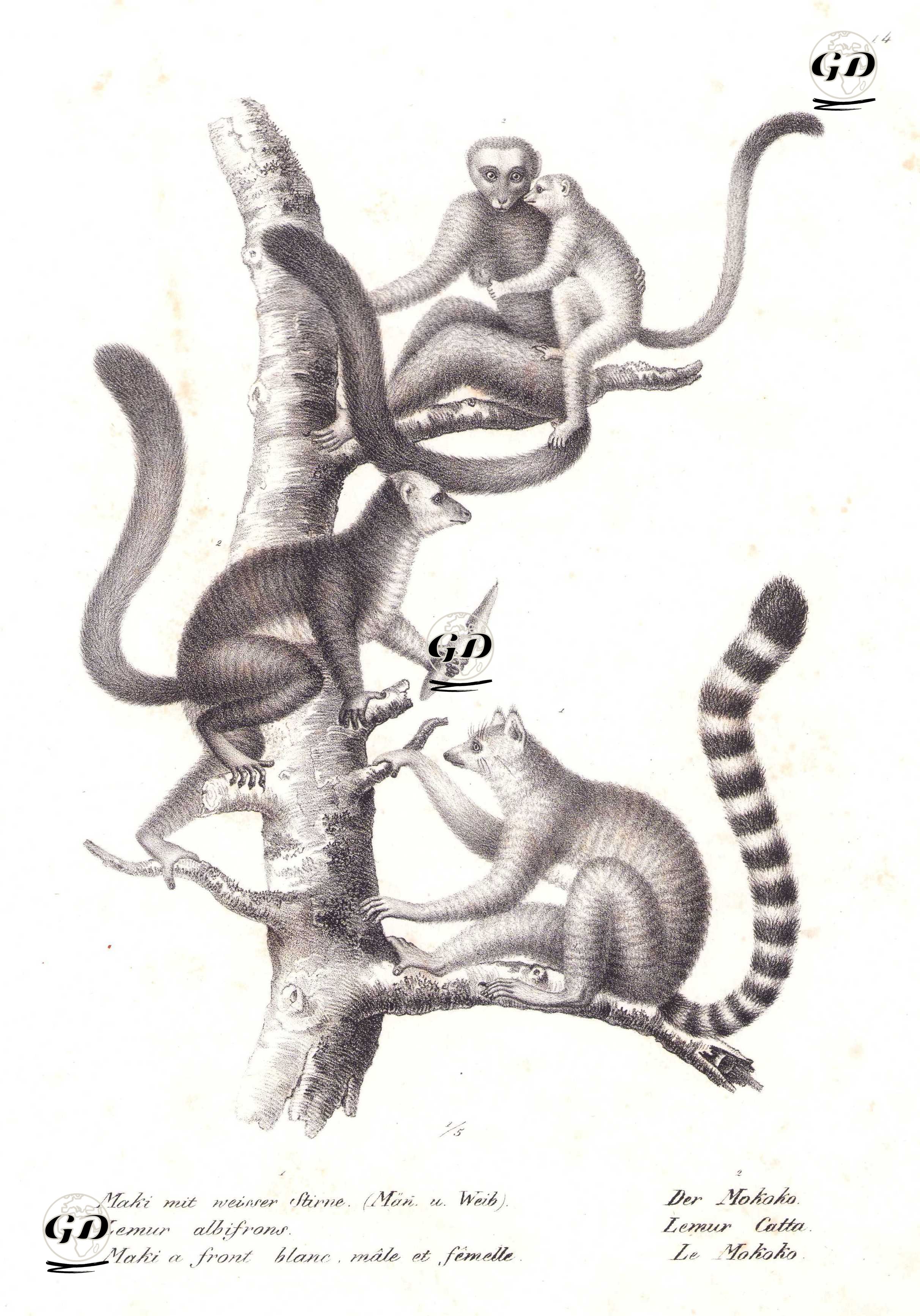 1.Beyaz Başlı Lemur (Dişi ve Erkek) (Eulemur Albifrons) 2.Halka Kuyruklu Temur (Lemur Catta) - Karl Joseph Brodtmann (1787-1862) - 1827