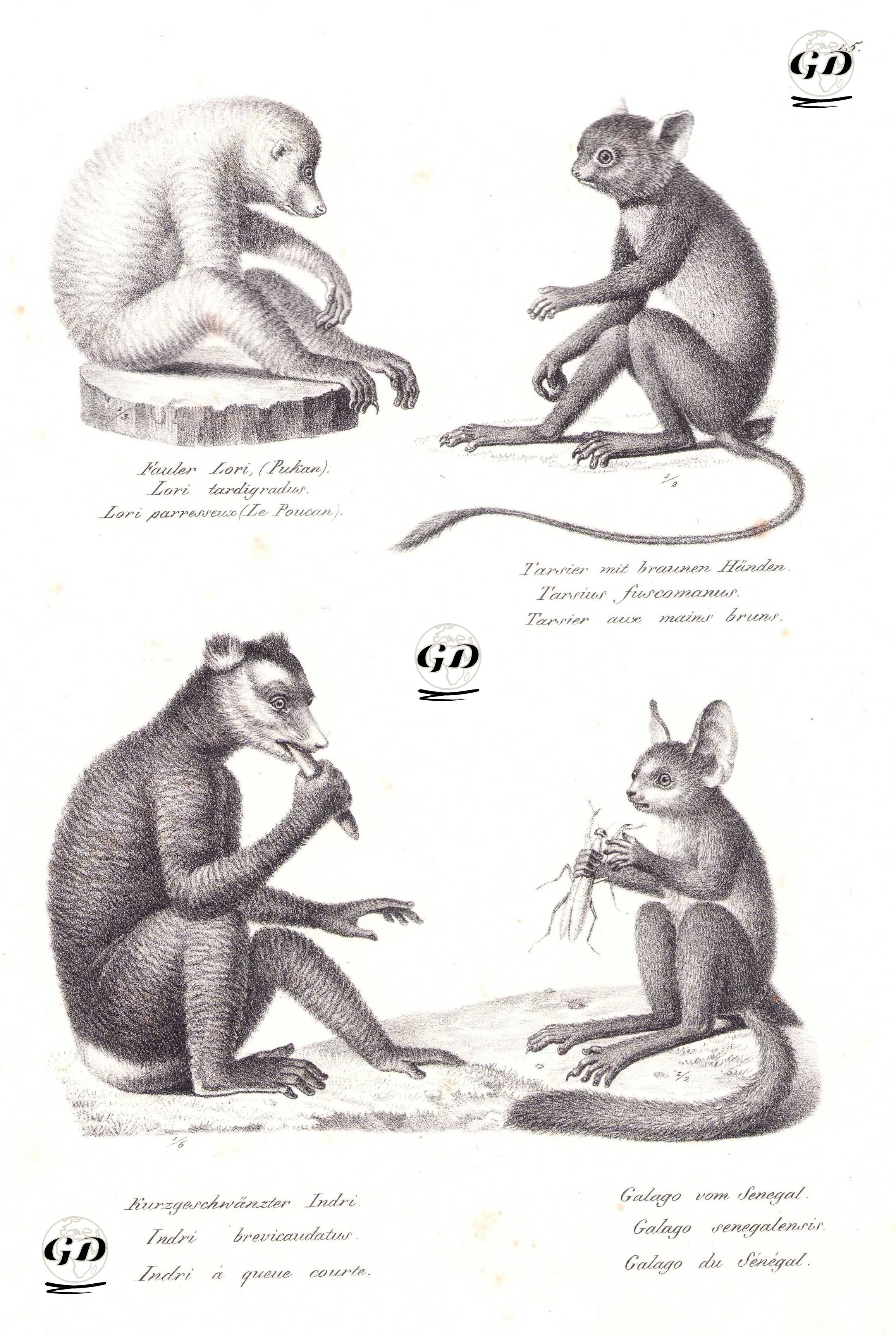 İnce Kırmızı Loris (Loris Tardigradus)-Makassar Tarsier (Tarsius Fuscus)-İndri Lemuru (İndri İndri)-Senegal Çalı Bebeği, Senegal Galago (Galago Senegalensis) - Karl Joseph Brodtmann (1787-1862) - 1827