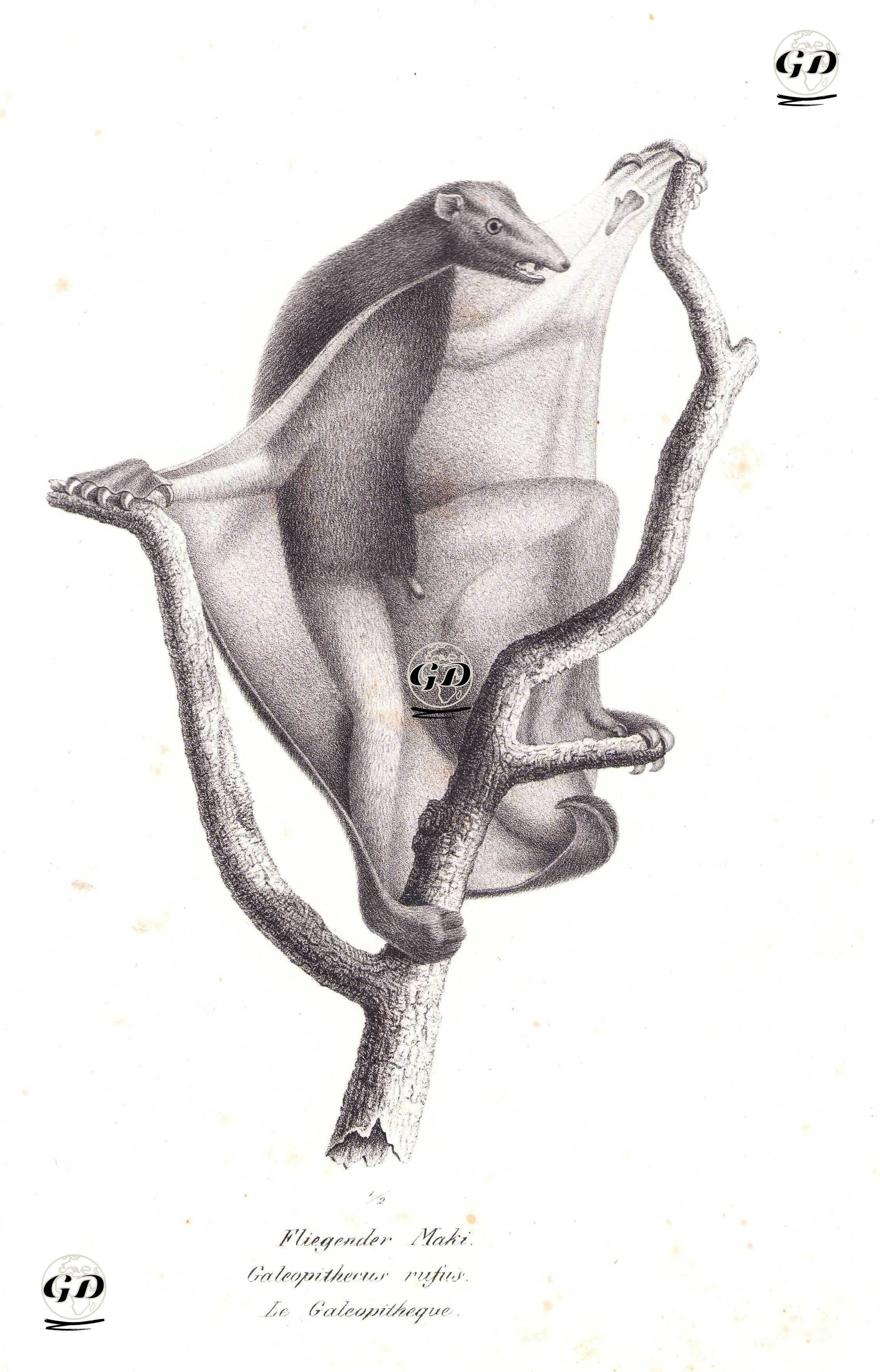 Fliegender Maki, Galeopithecus Rufus, La Galeopitheque (Sunda Flying Lemur, Sunda Colugo, Galeopterus Variegatus) - Karl Joseph Brodtmann (1787-1862) - 1827