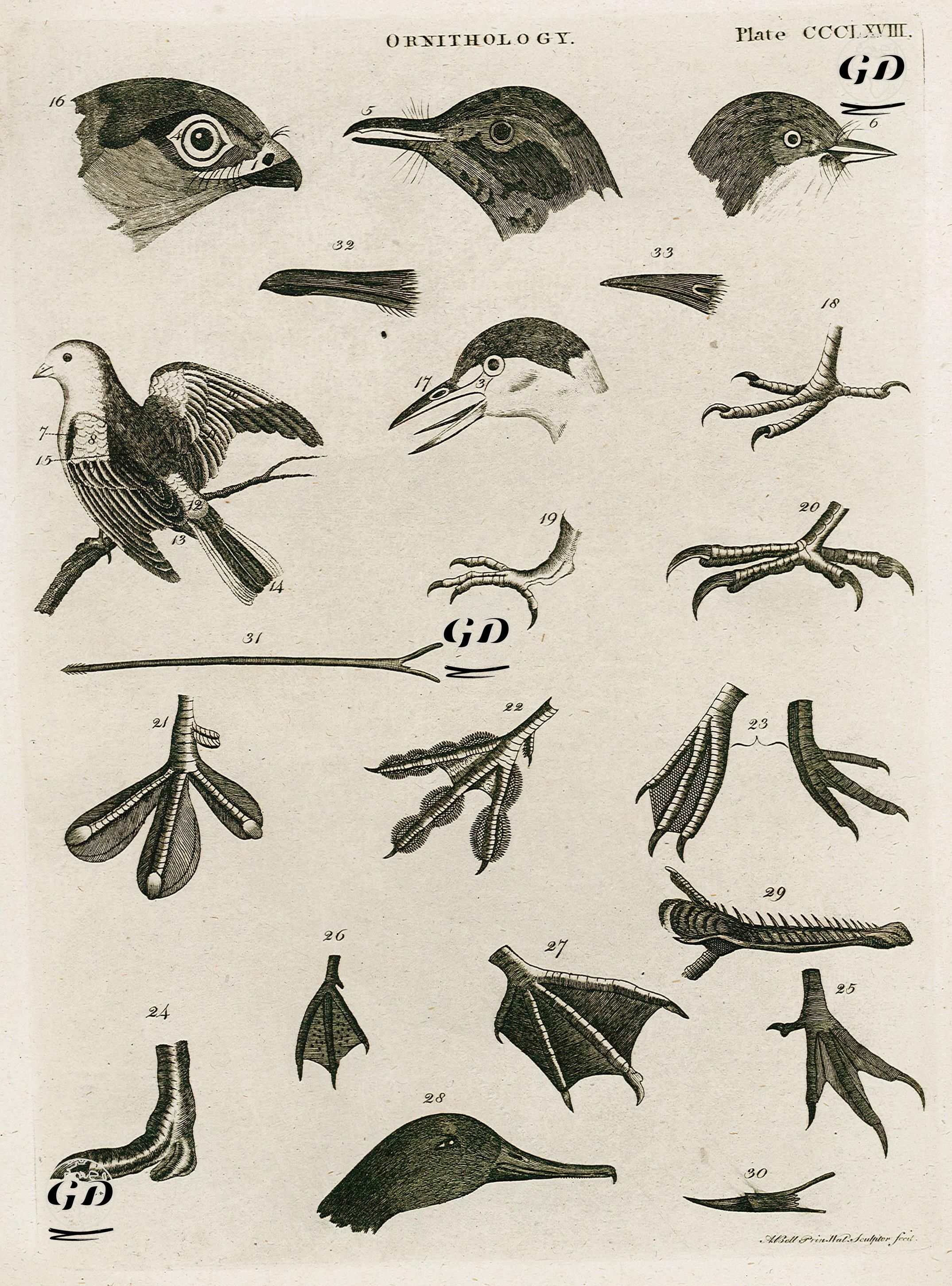Ornitoloji-Kuşbilimi - Andrew Bell (1726-1809) - 1790's