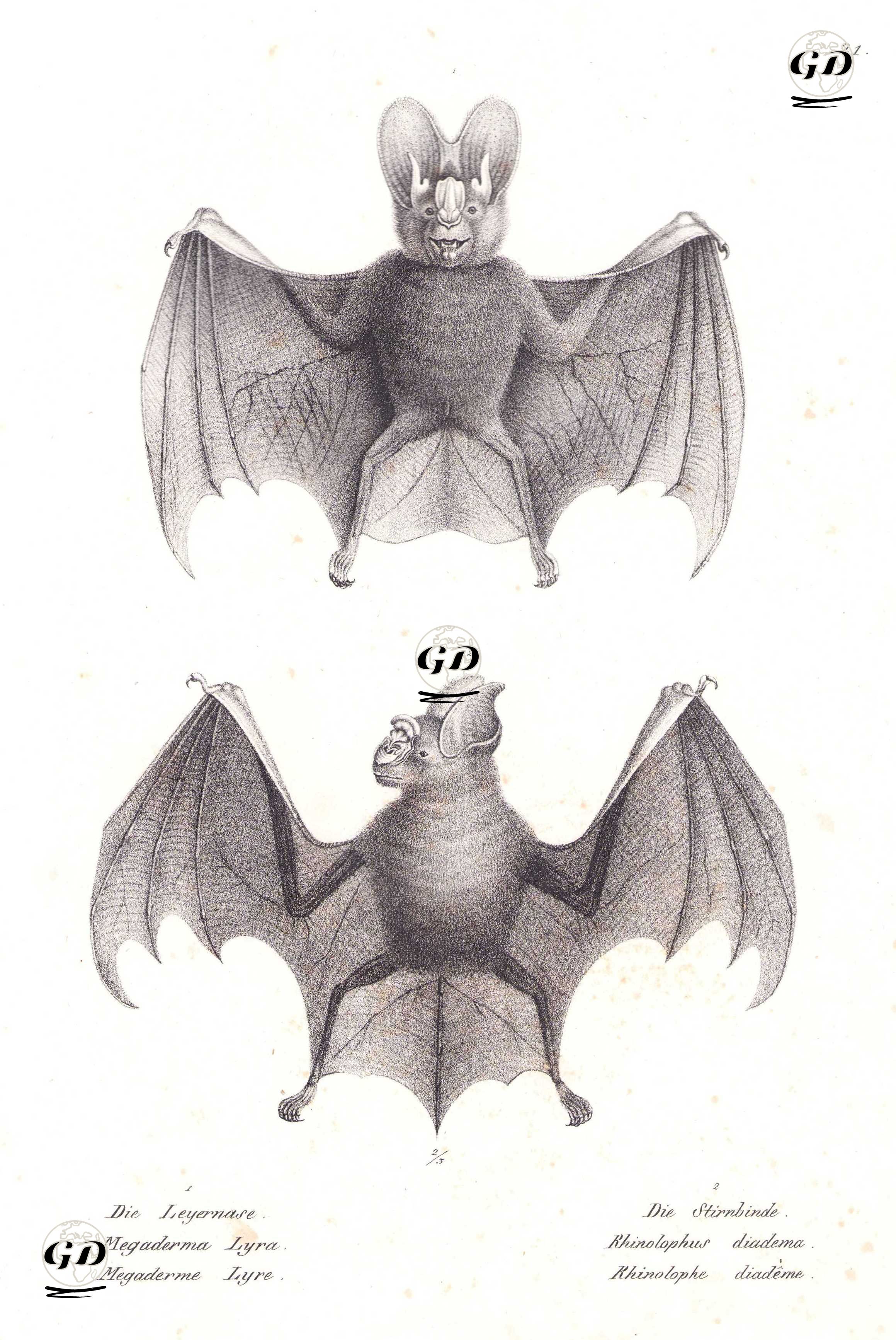 1.Büyük Sahte Vampir Yarasa (Megaderma Lyra) 2.Diadem Yaprak Burunlu Yarasa (Hipposideros Diadema) 
 - Karl Joseph Brodtmann (1787-1862) - 1827