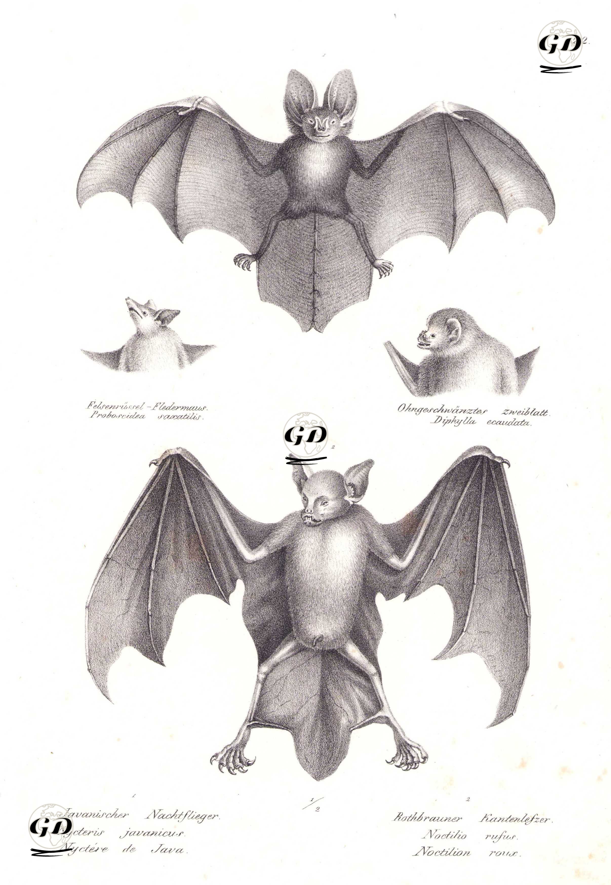 1.Javan Yarık Yüzlü Yarasa (Nycteris Javanica) 2.Büyük Bulldog Yarasası (Noctilio Leporinus)-Proboscis Yarasasının Başı (Rhynchonycteris Naso)-Kıllı Bacaklı Vampir Yarasasının Başı (Diphylla Ecaudata) - Karl Joseph Brodtmann (1787-1862) - 1827