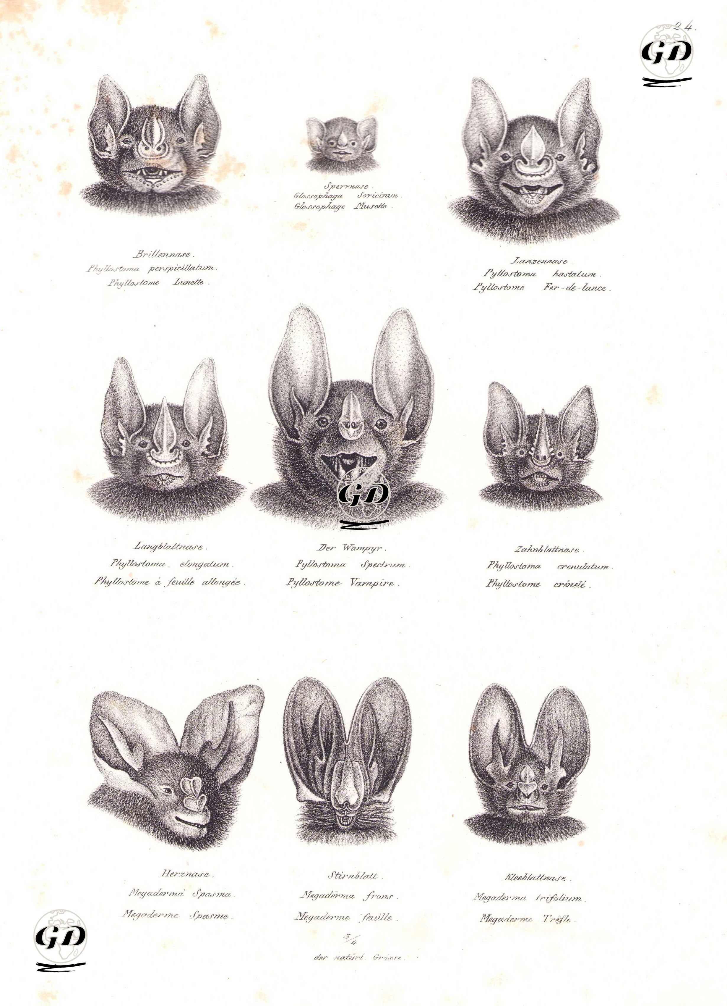 Yarasa Kafaları-Meyve Yiyici Yarasa (Artibeus Lituratus), Palla'nın Uzun Dilli Yarasası (Glossophaga Soricina), Büyük Mızrak Burunlu Yarasa (Phyllostomus Hastatus), Küçük Mızrak Burunlu Yarasa (Phyllostomus Elongatus), Spectral Yarasa (Vampyrum Spectrum), Çizgili Tüylü Burunlu Yarasa (Gardnerycteris Crenulata), Küçük Sahte Vampir Yarasa (Megaderma Spasma), Sarı Kanatlı Yarasa (Lavia Frons), Sahte Vampir Yarasa (Megaderma Spasma) - Karl Joseph Brodtmann (1787-1862) - 1827