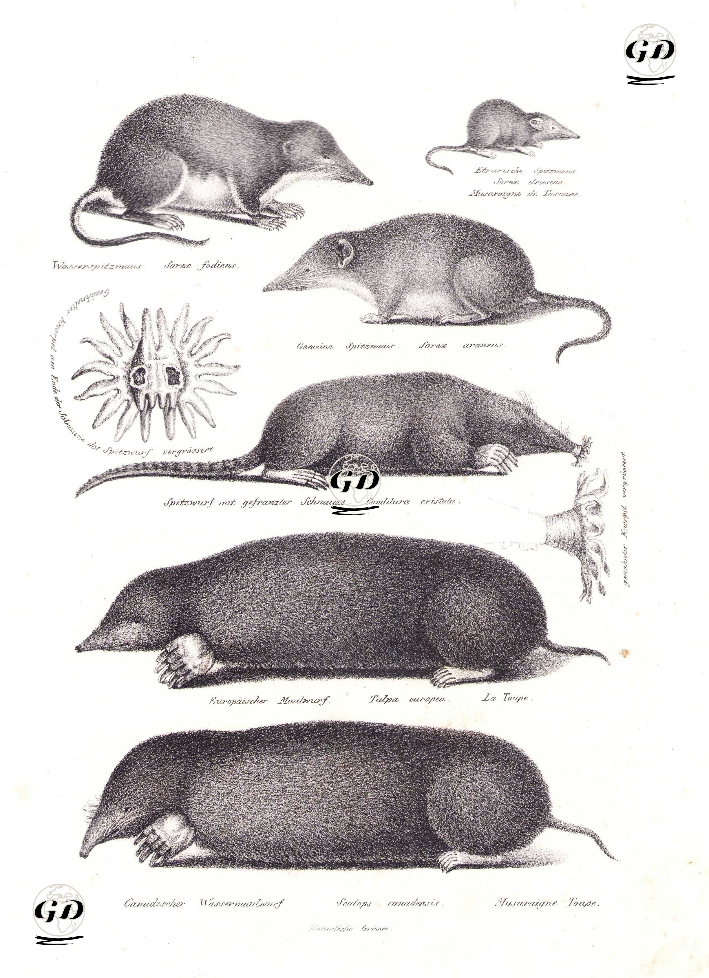Su Sivri Faresi (Neomys Fodiens), Etrüks Cüce Sivri Fare (Suncus Etruscus), Sivri Fare (Sorex Araneus), Yıldız Burunlu Köstebek (Condylura Cristata), Avrupa Köstebeği (Talpa Europaea), Doğu Köstebeği (Scalopus Aquaticus) - Karl Joseph Brodtmann (1787-1862) - 1827