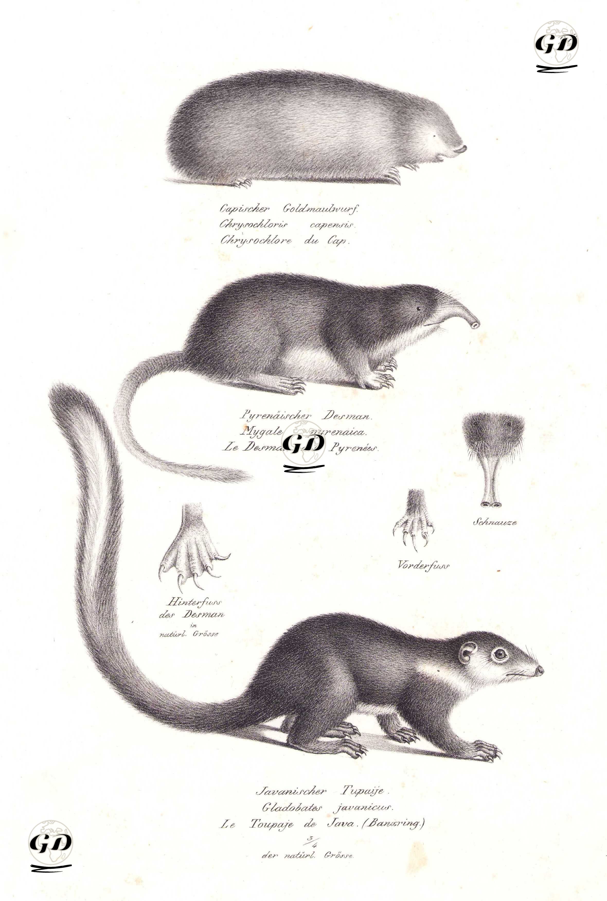 Cape Altın Köstebeği (Chrysochloris Asiatica), Pirene Desman Köstebeği (Galemys Pyrenaicus), Treeshrew (Sivri Sincapçık) - Karl Joseph Brodtmann (1787-1862) - 1827