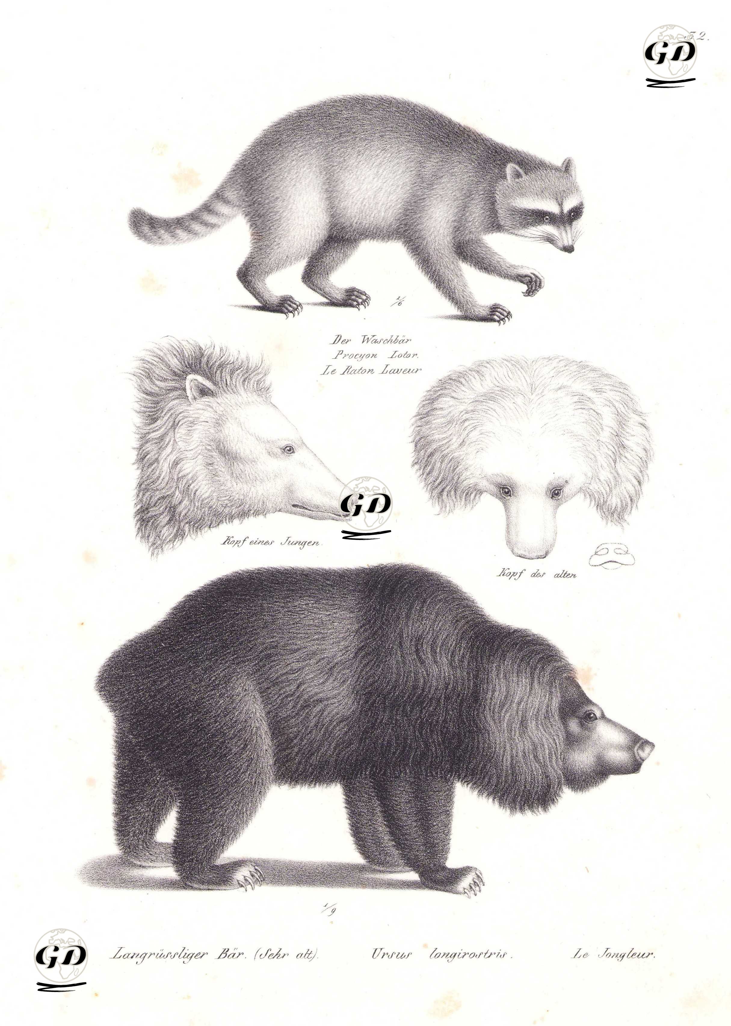 Rakun (Procyon Lotor), Tembel Ayı (Melursus Ursinus), Yaşlı ve Genç Ayıların Başları - Karl Joseph Brodtmann (1787-1862) - 1827