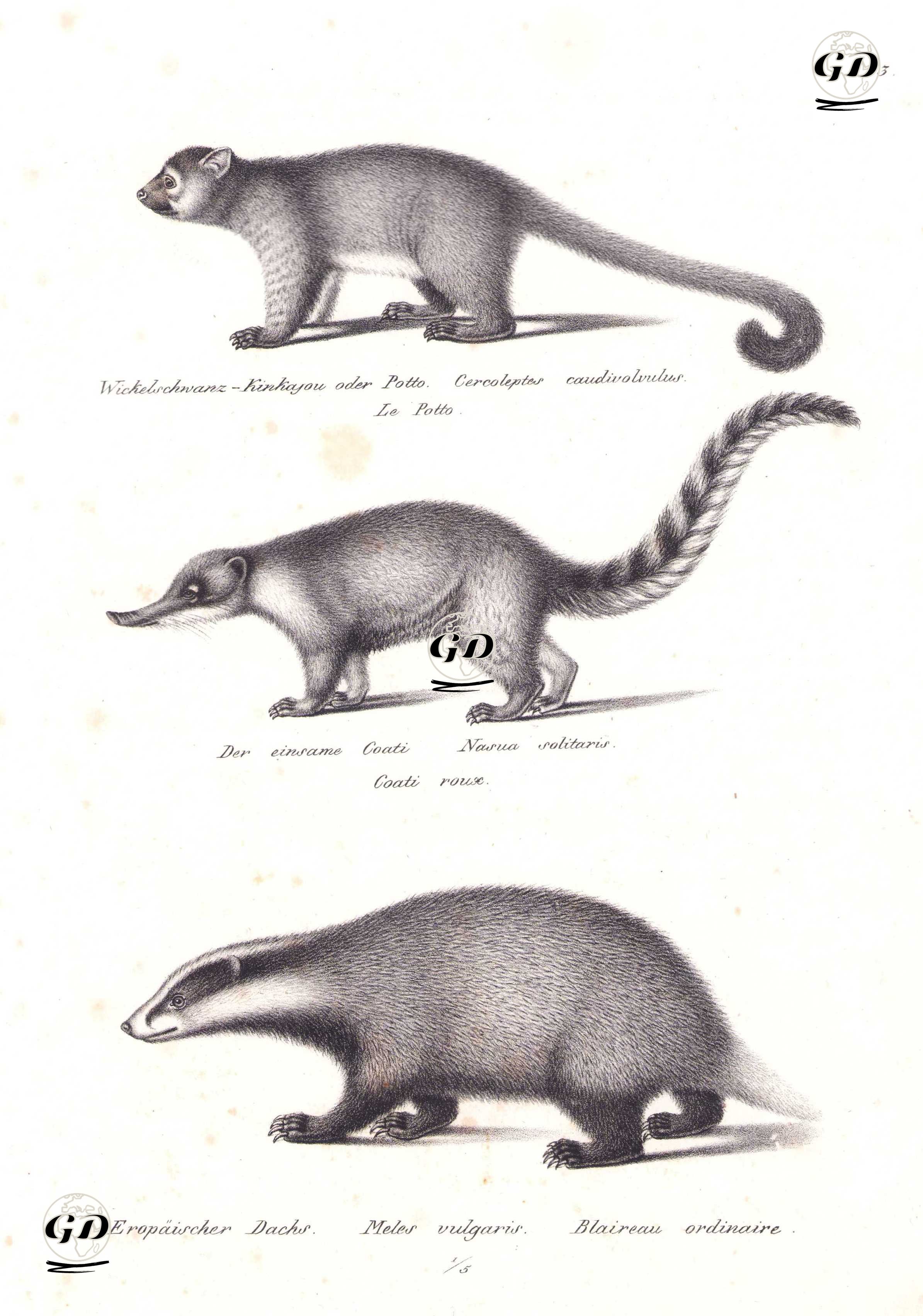 Kinkajou (Potos Flavus), Güney Amerika Koati (Halka Kuyruklu Koati, Nasua Nasua), Porsuk (Meles Meles) - Karl Joseph Brodtmann (1787-1862) - 1827